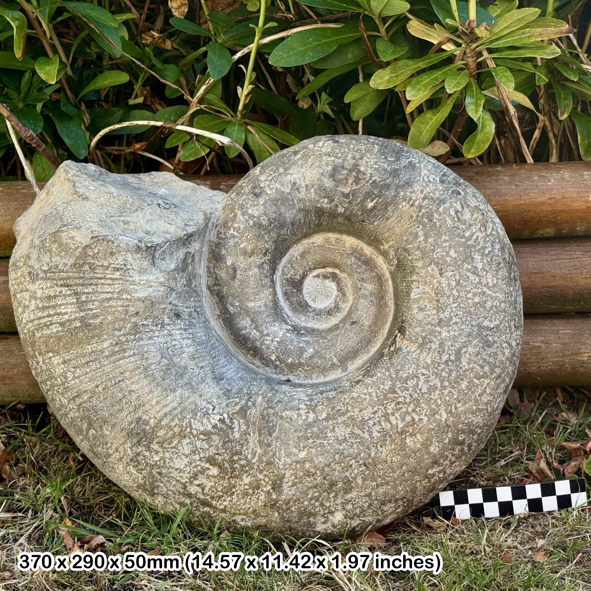 RARE: 14" Giant Lytoceras Fossil Ammonite – Ait Ouarhitane Formation – Middle Jurassic – Alnif, Morocco – Genuine with COA