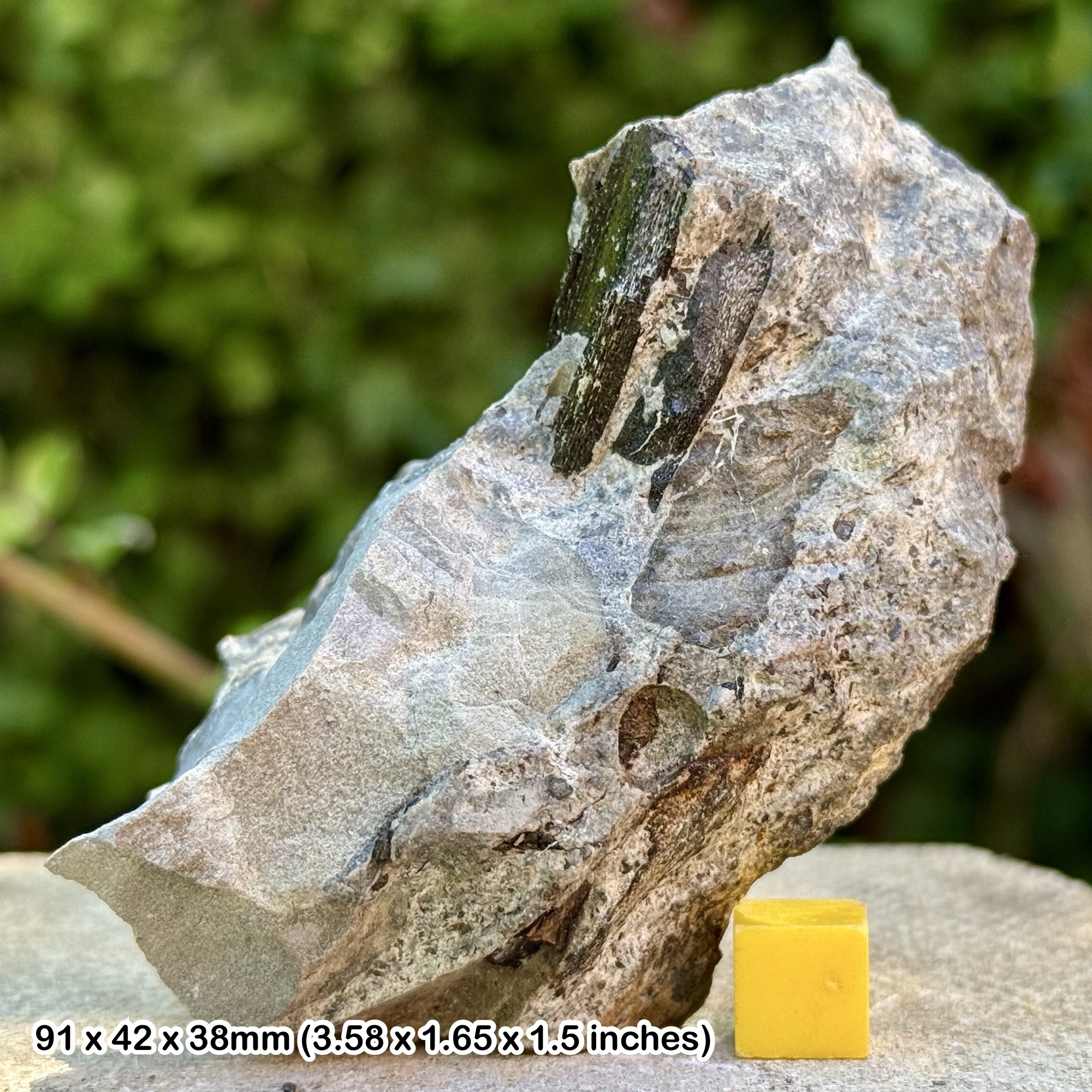 Fossil Hybodus Shark Tooth in Block - Triassic Westbury Formation - Aust Cliff Bristol UK - Genuine with Certificate