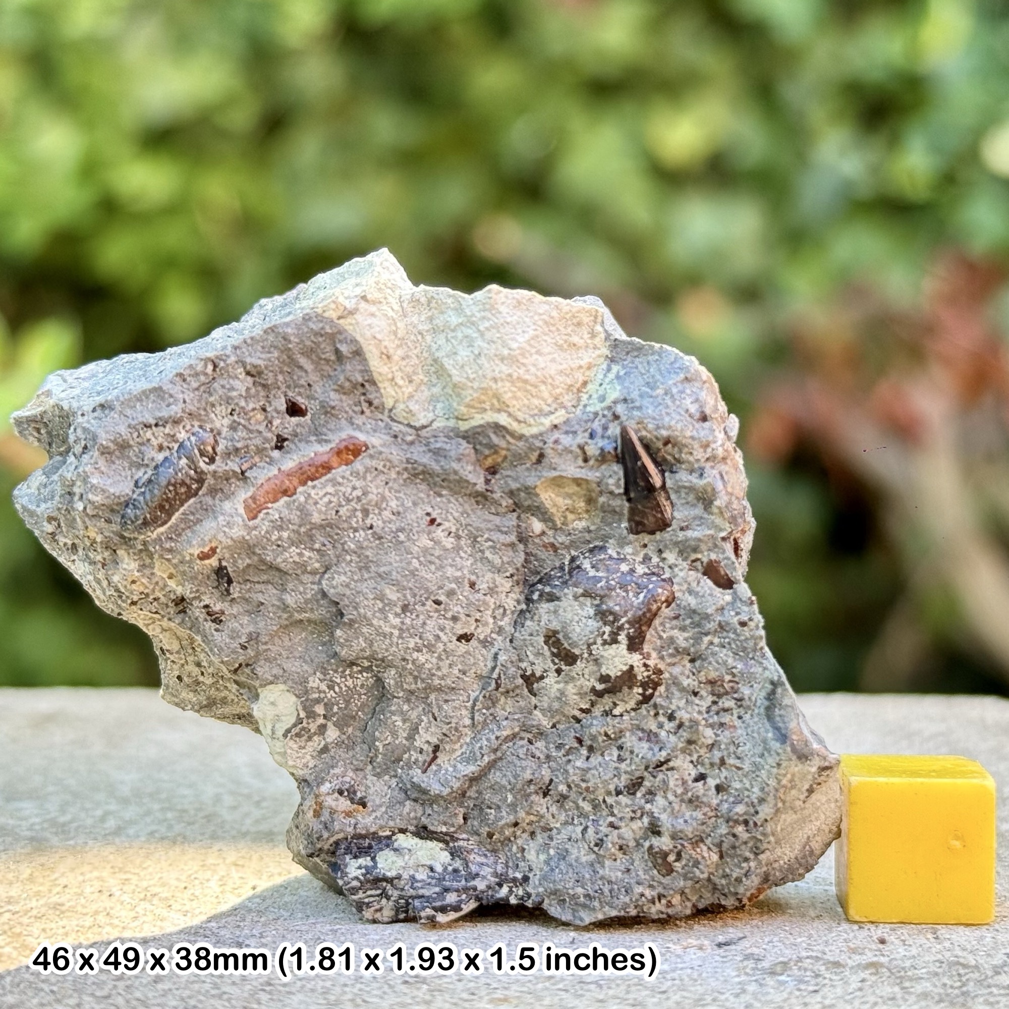 Large A-Grade Severnichthys acuminatus Fossil Fish Tooth - Triassic Aust Cliff UK - Genuine with Certificate