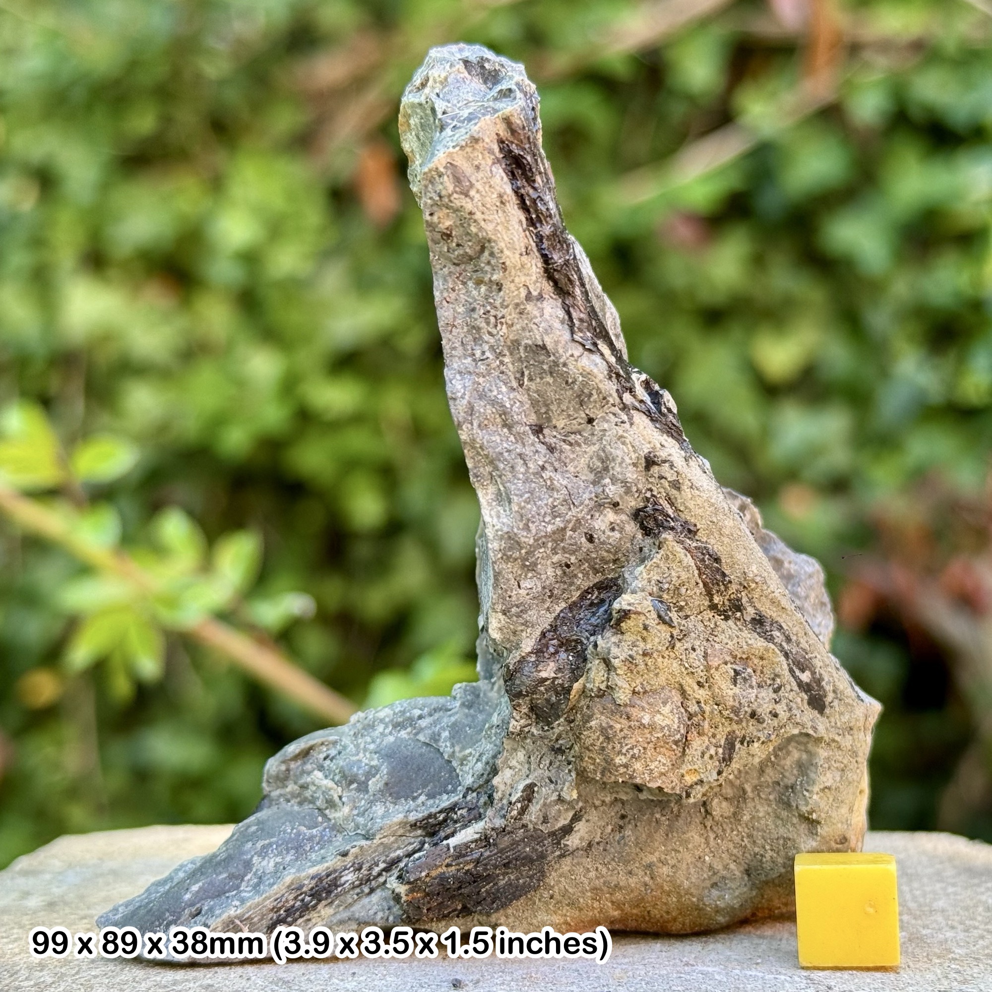 Large Fossil Fish Bone & Fins in Block - Triassic Westbury Formation - Aust Cliff UK - Genuine with Certificate