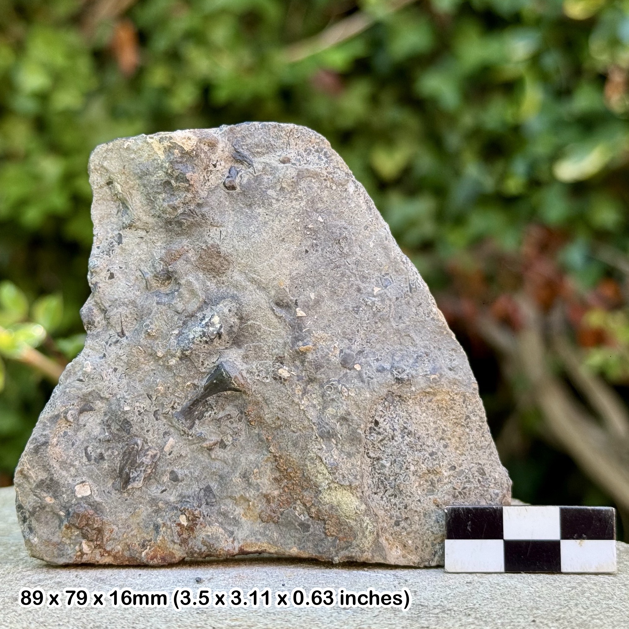 Fossil Fish Bone in Block - Triassic Westbury Formation - Aust Cliff Bristol UK - Genuine with Certificate