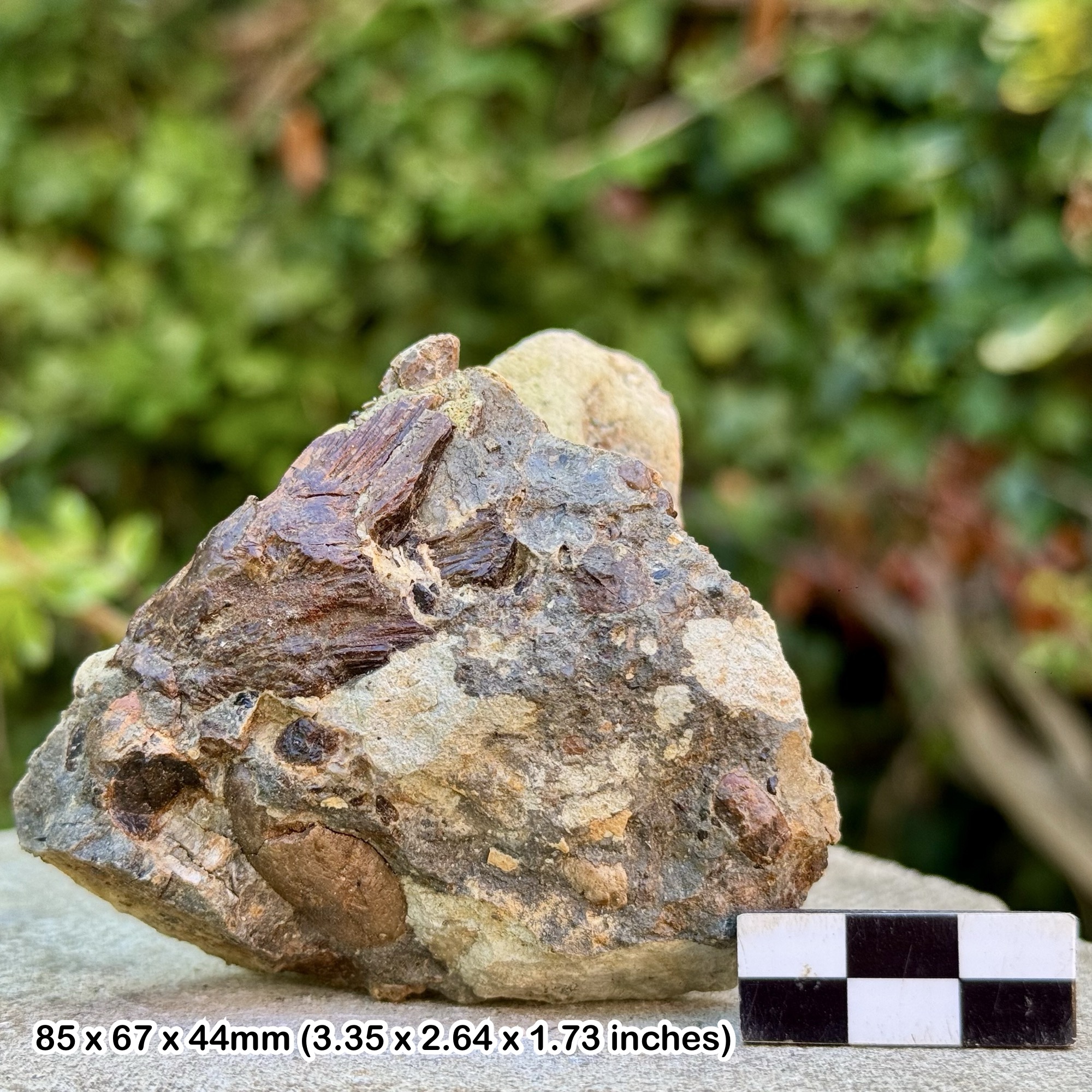 Fossil Vertebra & Large Reptile Bones - Upper Triassic Westbury Formation - Aust Cliff Bristol UK - Genuine with Certificate