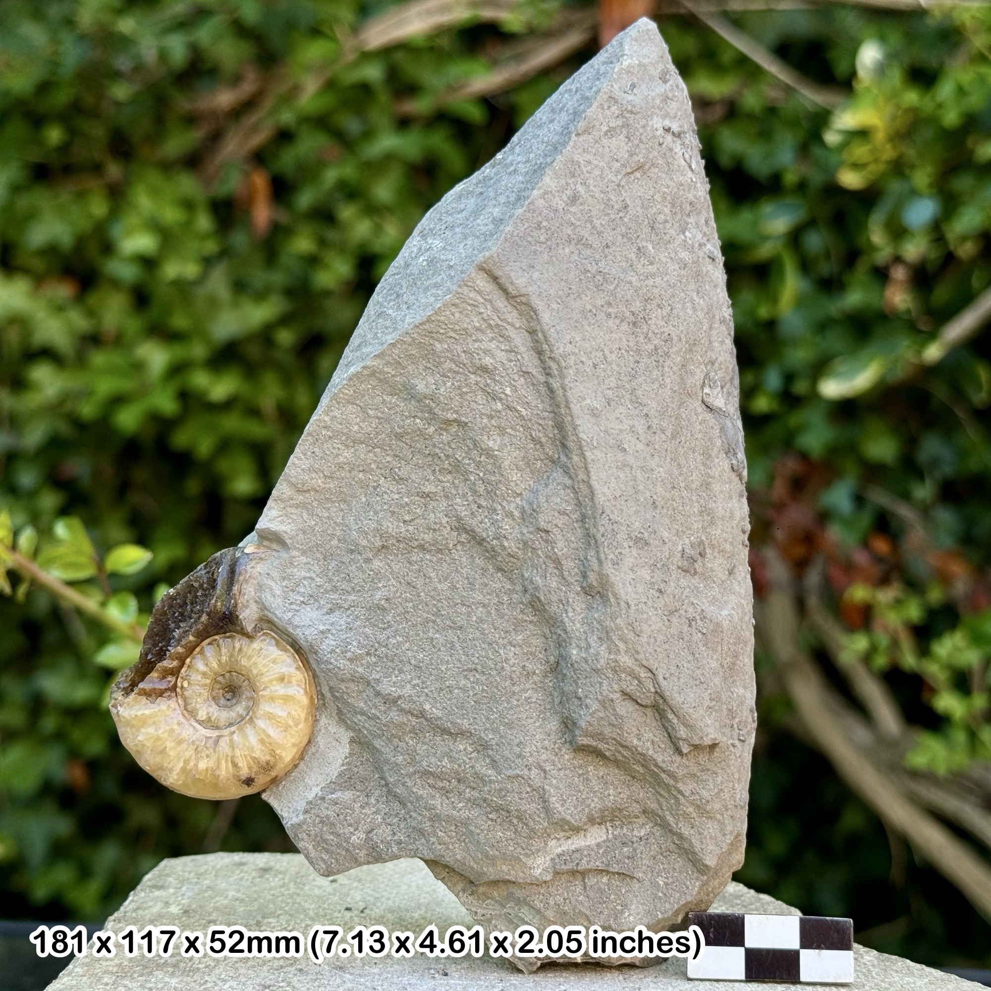 Asteroceras Calcite Ammonite Fossil - Black Ven Marls - Lower Jurassic - Lyme Regis UK - Genuine with Certificate