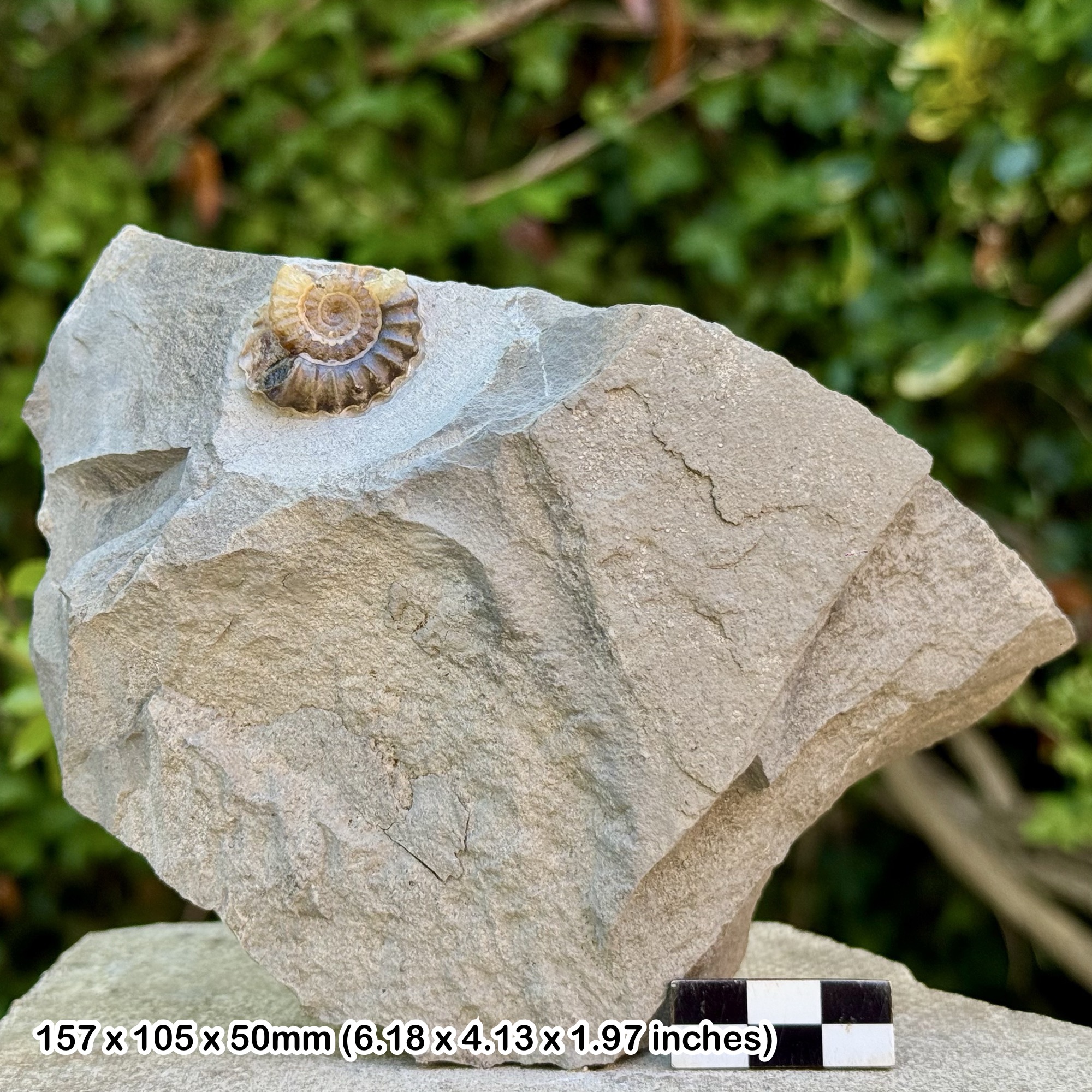 Promicroceras Calcite Ammonite Fossil - Black Ven Marls - Lower Jurassic - Charmouth Lyme Regis UK - Genuine with Certificate