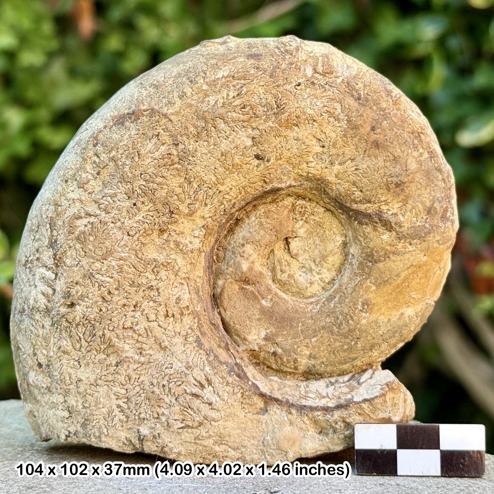 Lytoceras fimbriatum Fossil Ammonite – Jurassic Ilminster Somerset UK – Beacon Limestone – Certified Specimen
