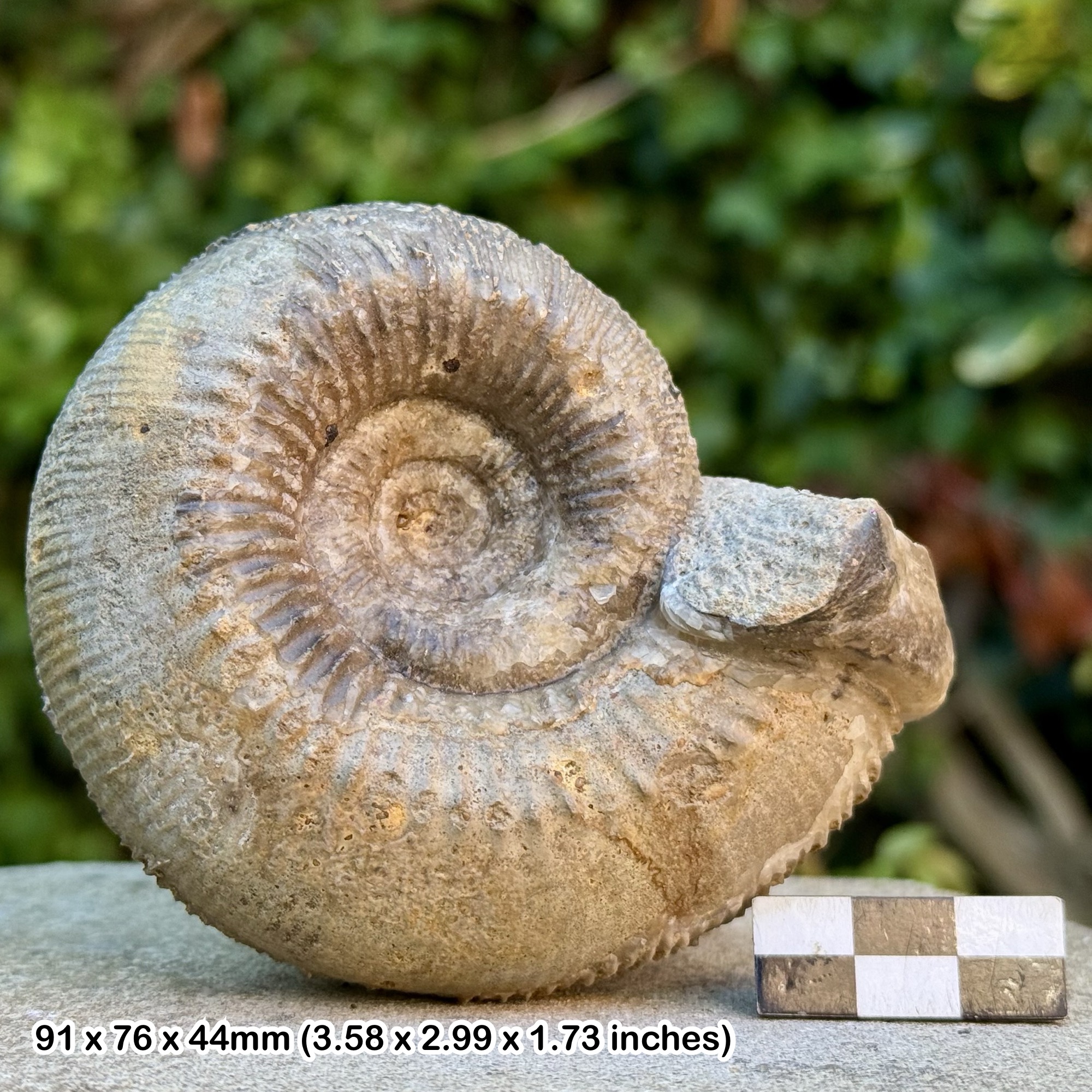 Cadomites deslongchampsi Fossil Ammonite, Bajocian, Jurassic, Oborne Wood, Sherborne, Dorset, United Kingdom - COA