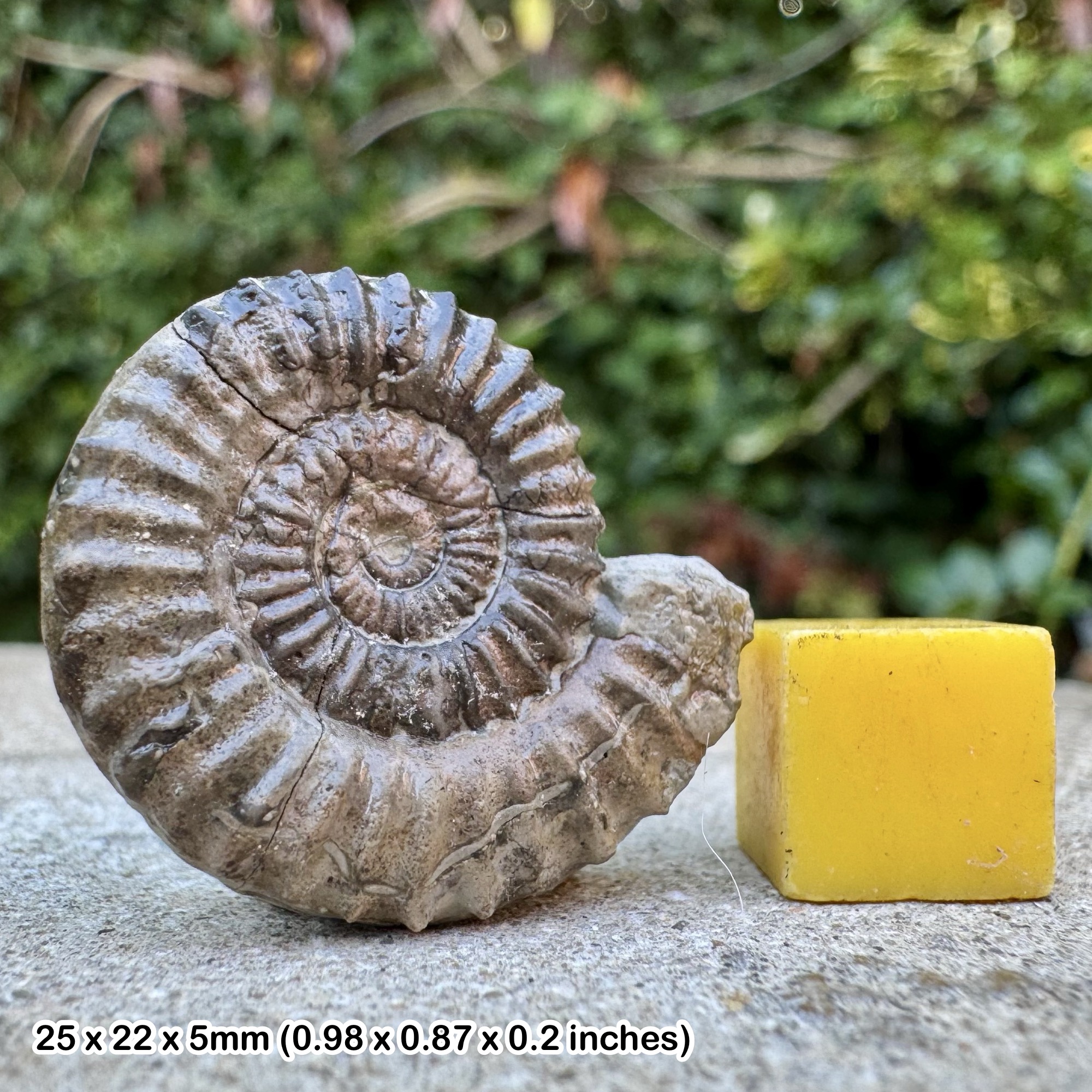 Rare: UPTONIA BRONINI Fossil Ammonite, Upper Pliensbachian, Jurassic, Sao Pedro de Moel, Playa de Agua de Medeiros, Portugal - COA