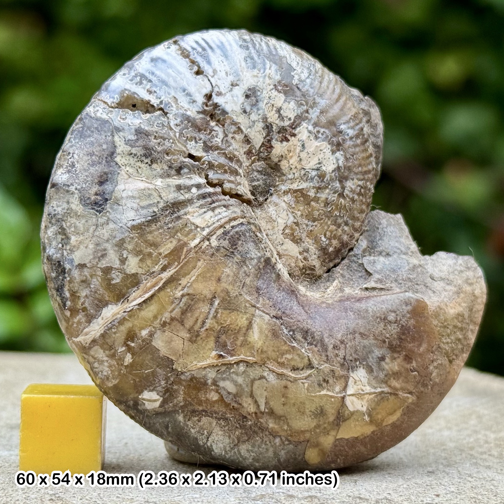 VERY RARE Heteromorph Ammonite Scaphites - Discoscaphites nebrascensis, Maastrichtian, Late Cretaceous, Egremont, South Dakota, USA - COA