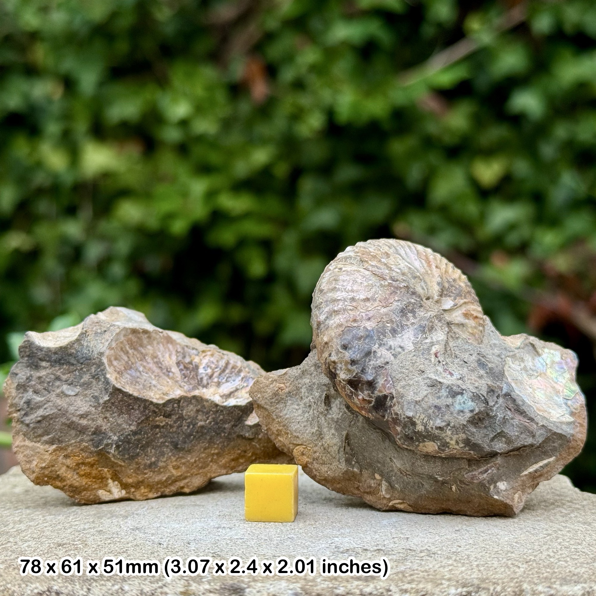 VERY RARE Heteromorph Ammonite Scaphites - Hoploscaphites conradi, Pierre Shales, Maastrichtian, Late Cretaceous, USA - COA