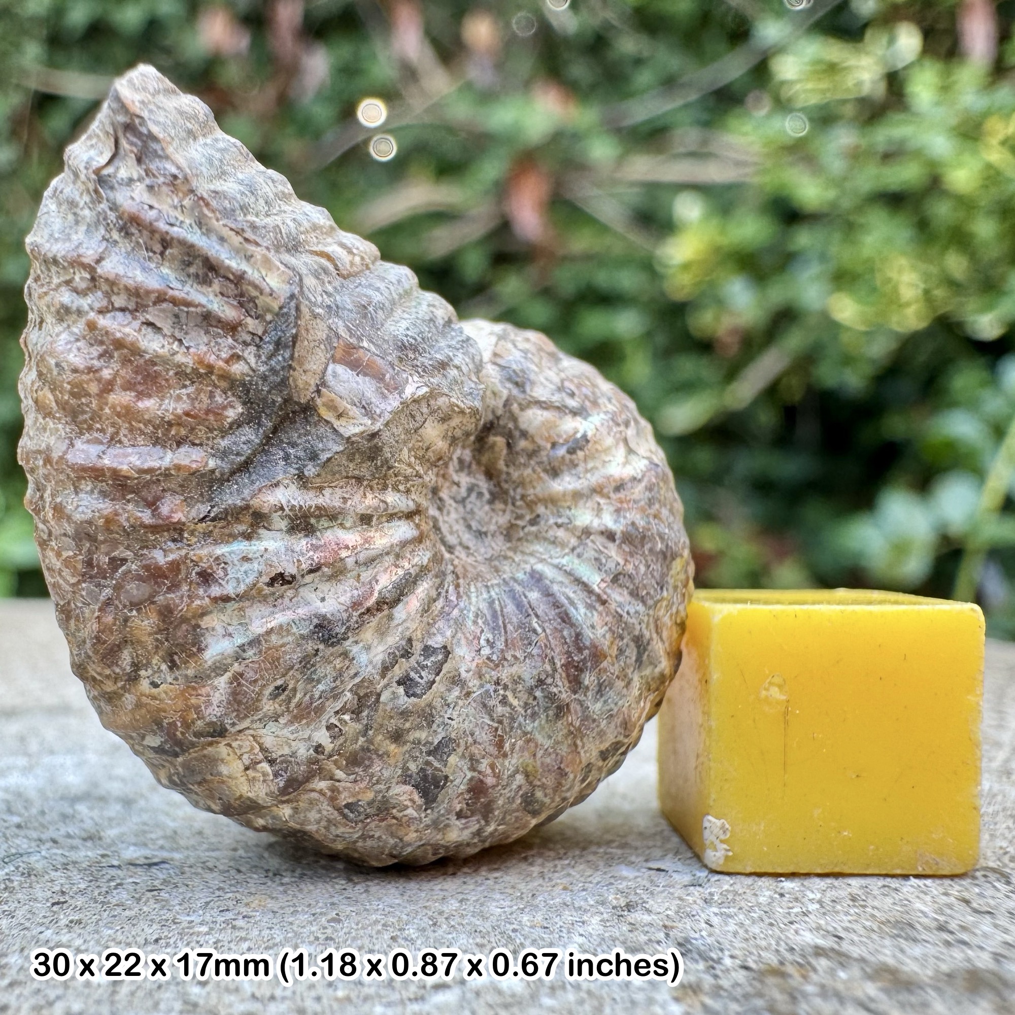 VERY RARE Heteromorph Ammonite Scaphites Clioscaphites montanai, Santonian, Cretaceous: Montana, USA - Genuine Fossil with COA