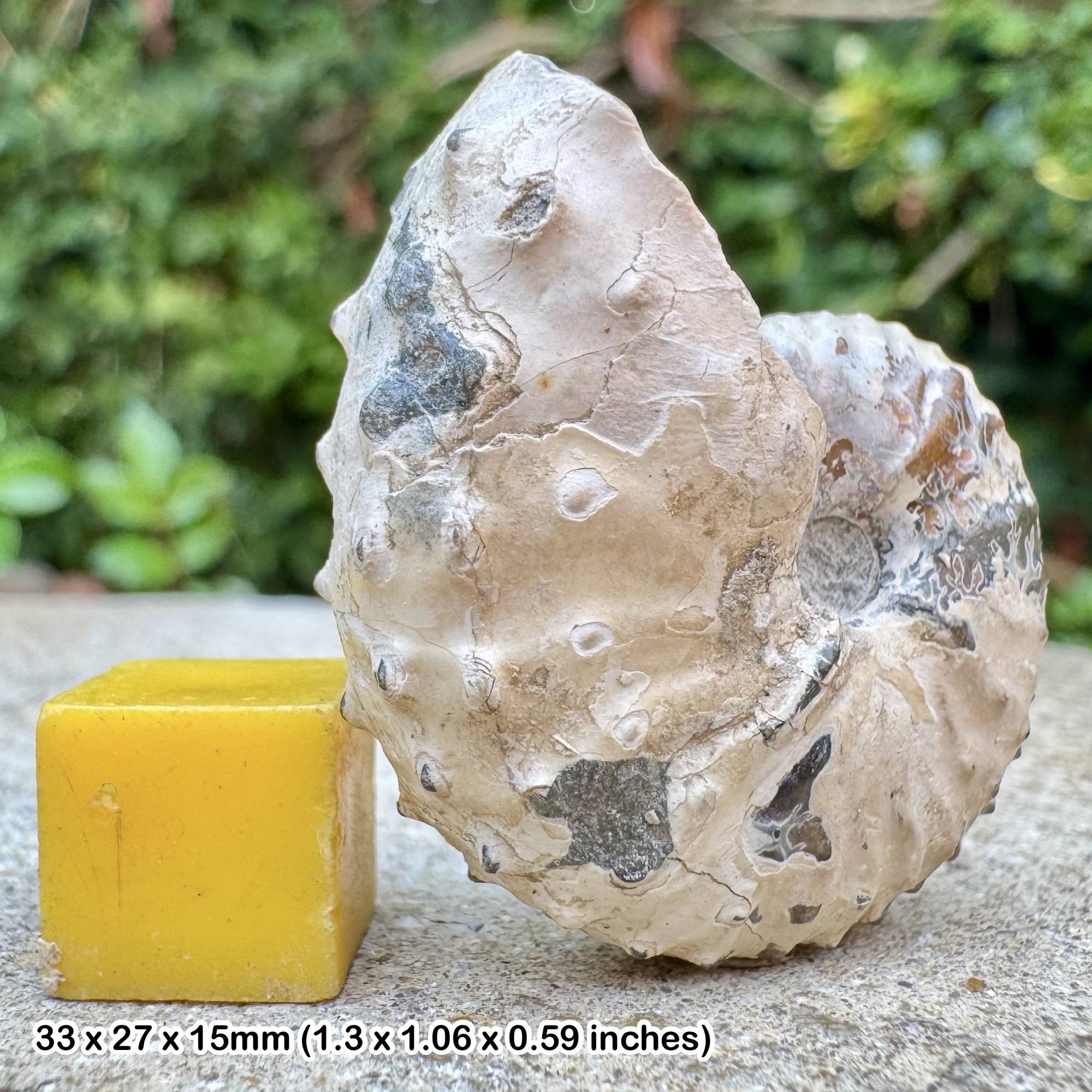 VERY RARE Heteromorph Ammonite Scaphites Discoscaphites conradi, Pierre Shales, Maastrichtian, Late Cretaceous: South Dakota, USA - COA