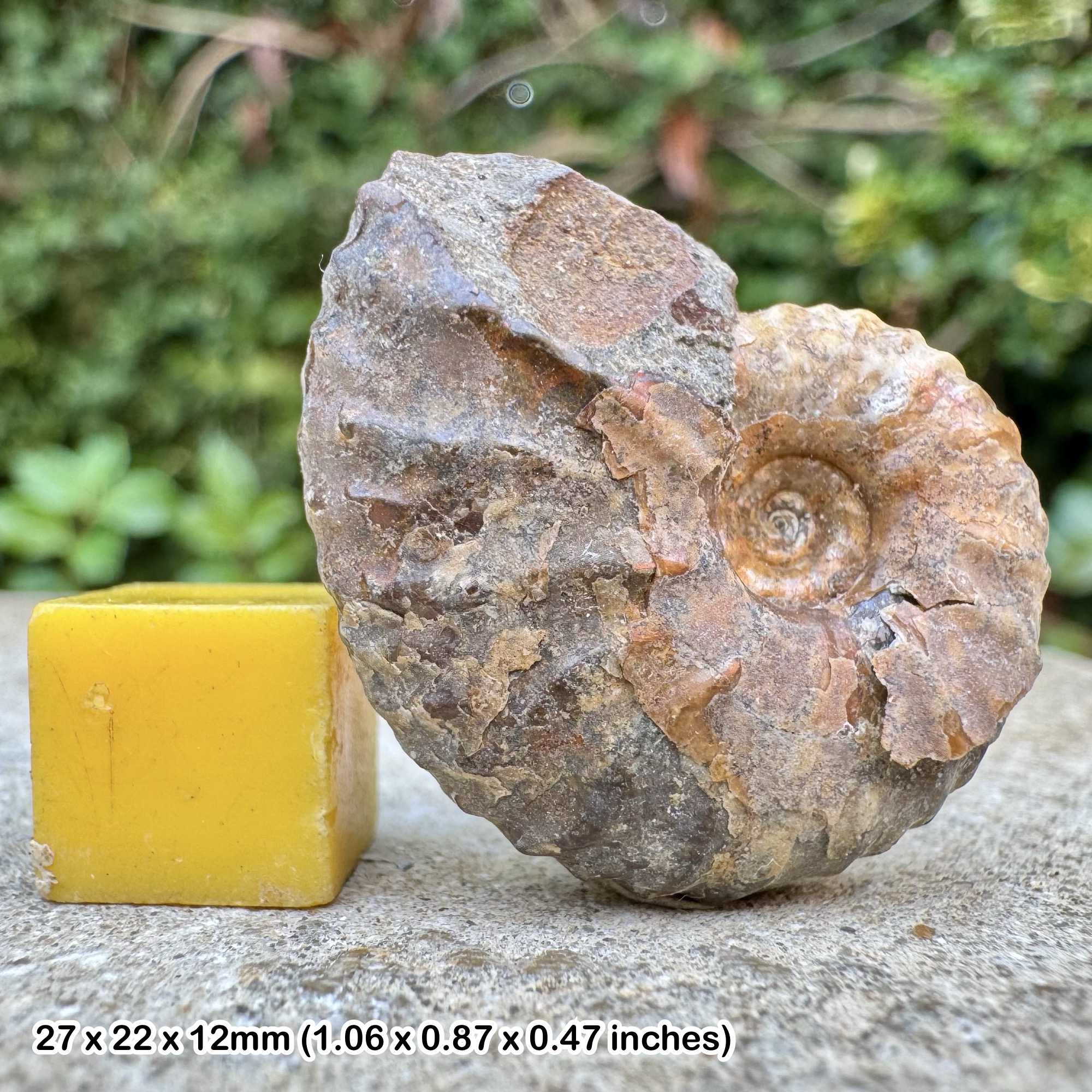 VERY RARE Heteromorph Ammonite Scaphites Discoscaphites nicolleti, Pierre Shales, Maastrichtian, Late Cretaceous: South Dakota, USA - COA