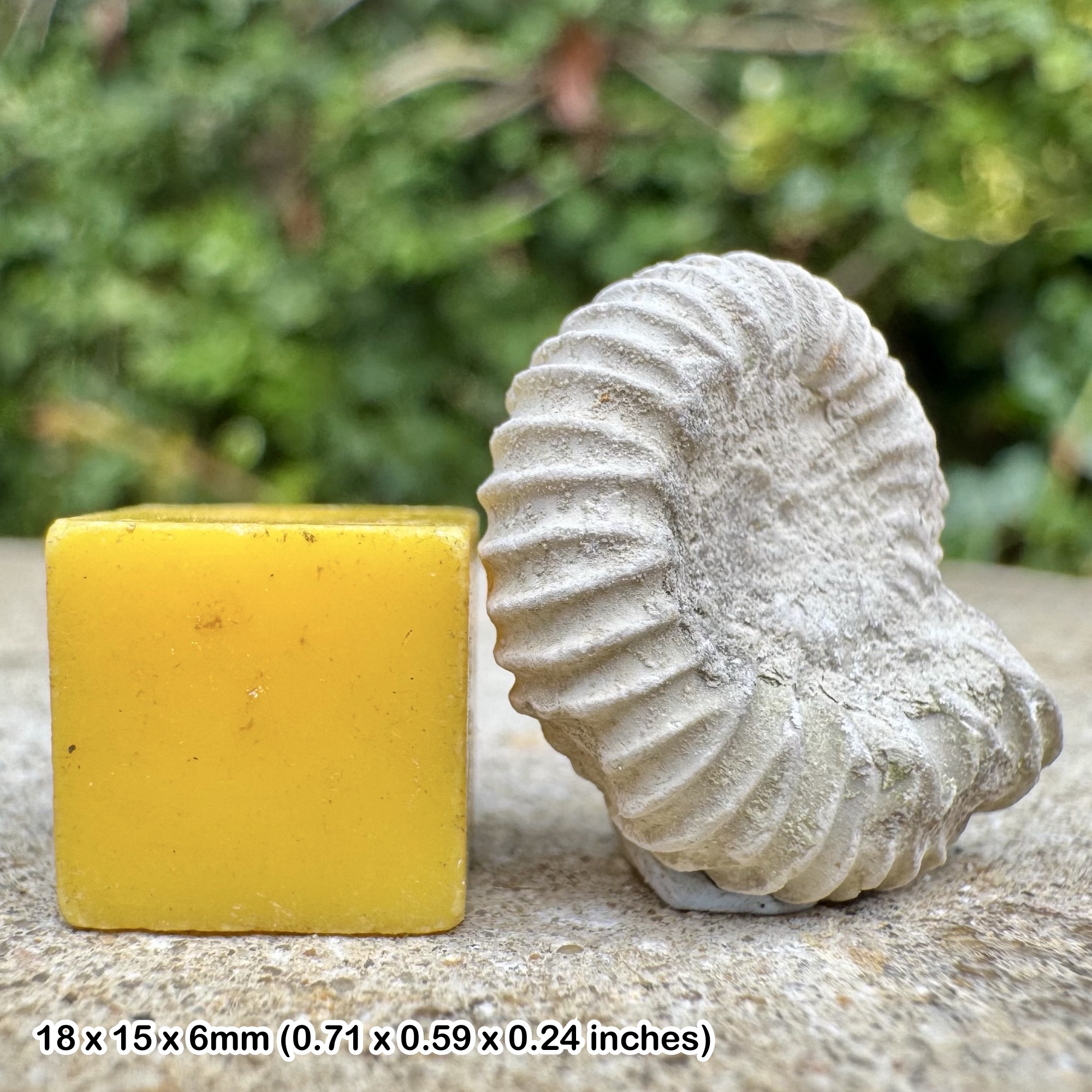 Parapeltoceras annulosum Fossil Ammonite, Lower Oxfordian, Jurassic: Zalas, Poland – 100% Genuine with Certificate of Authenticity