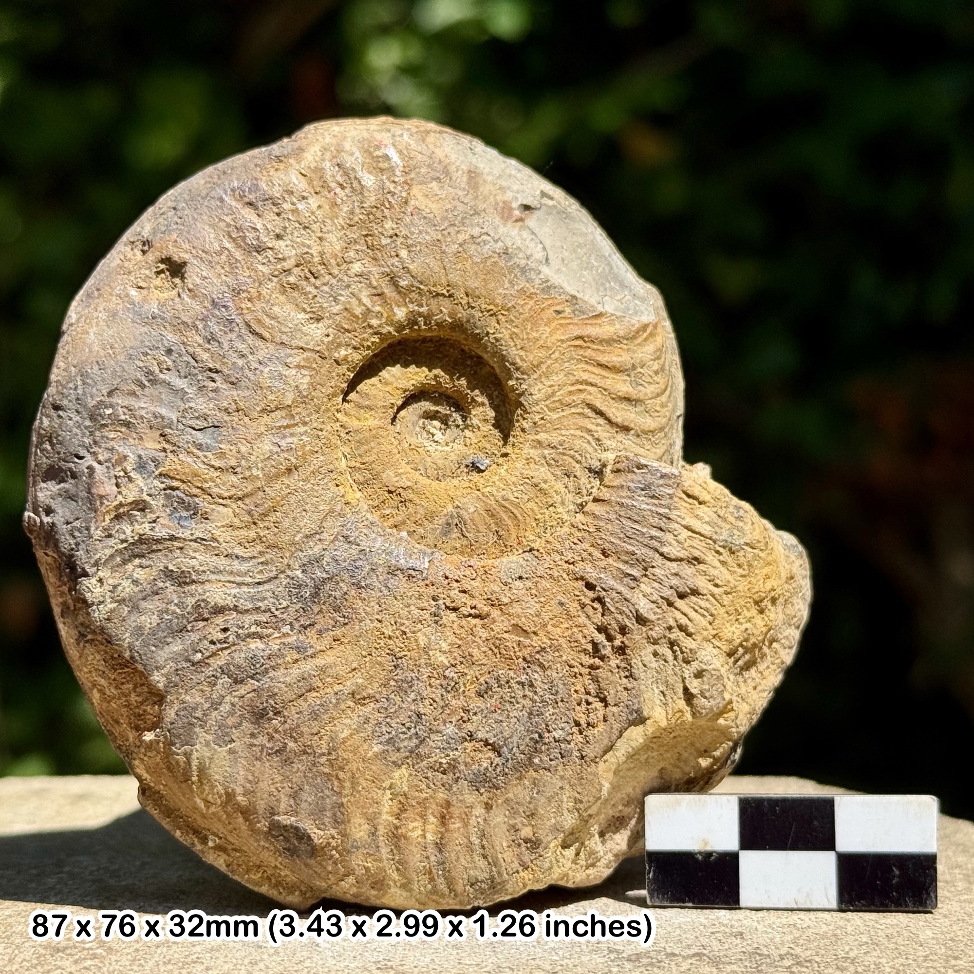 Leptaleoceras leptum Fossil Ammonite, Upper Pliensbachian, Jurassic: Italy – 100% Genuine with Certificate of Authenticity
