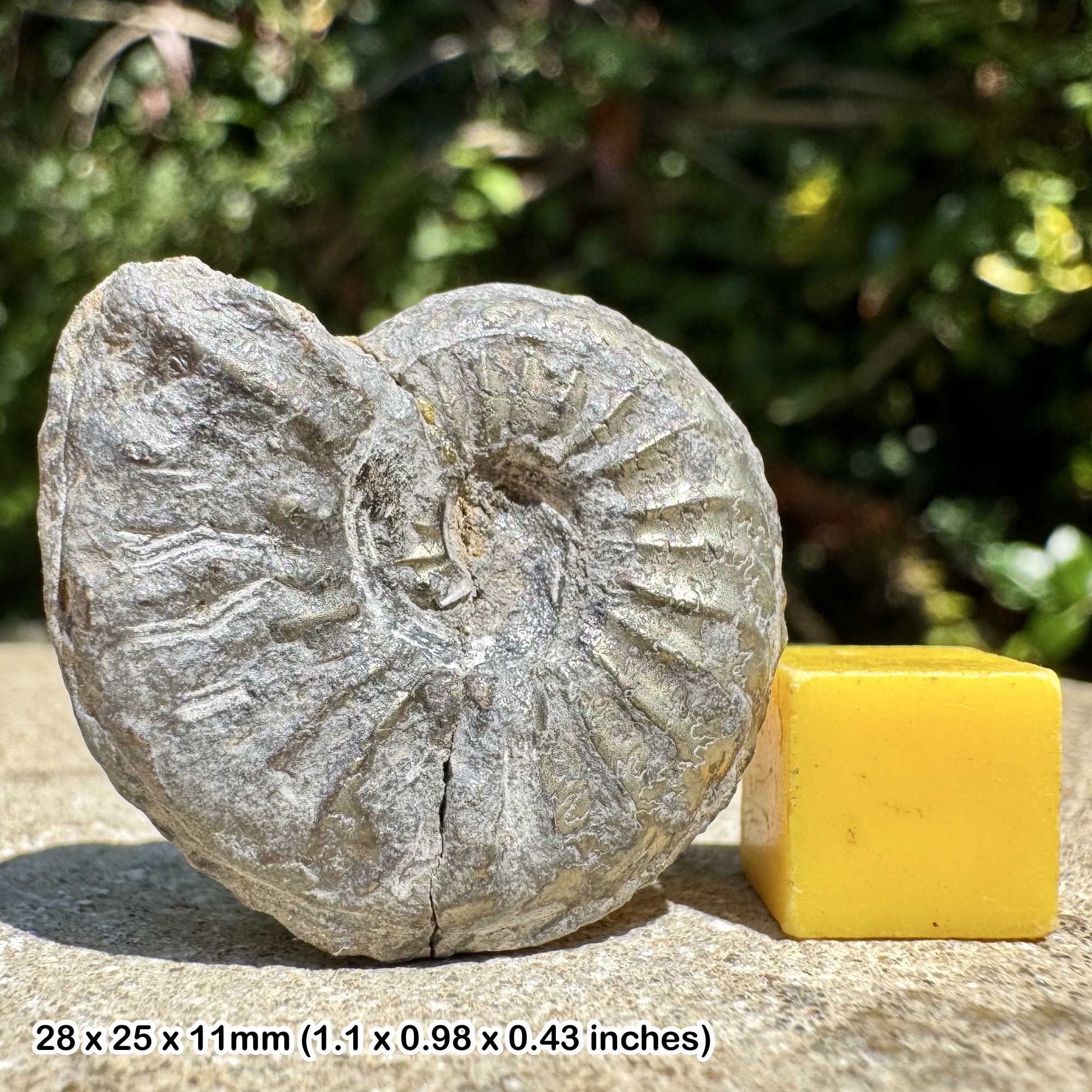 Pleuroceras solare Fossil Ammonite, Upper Pliensbachian, Jurassic: Germany – 100% Genuine with Certificate of Authenticity