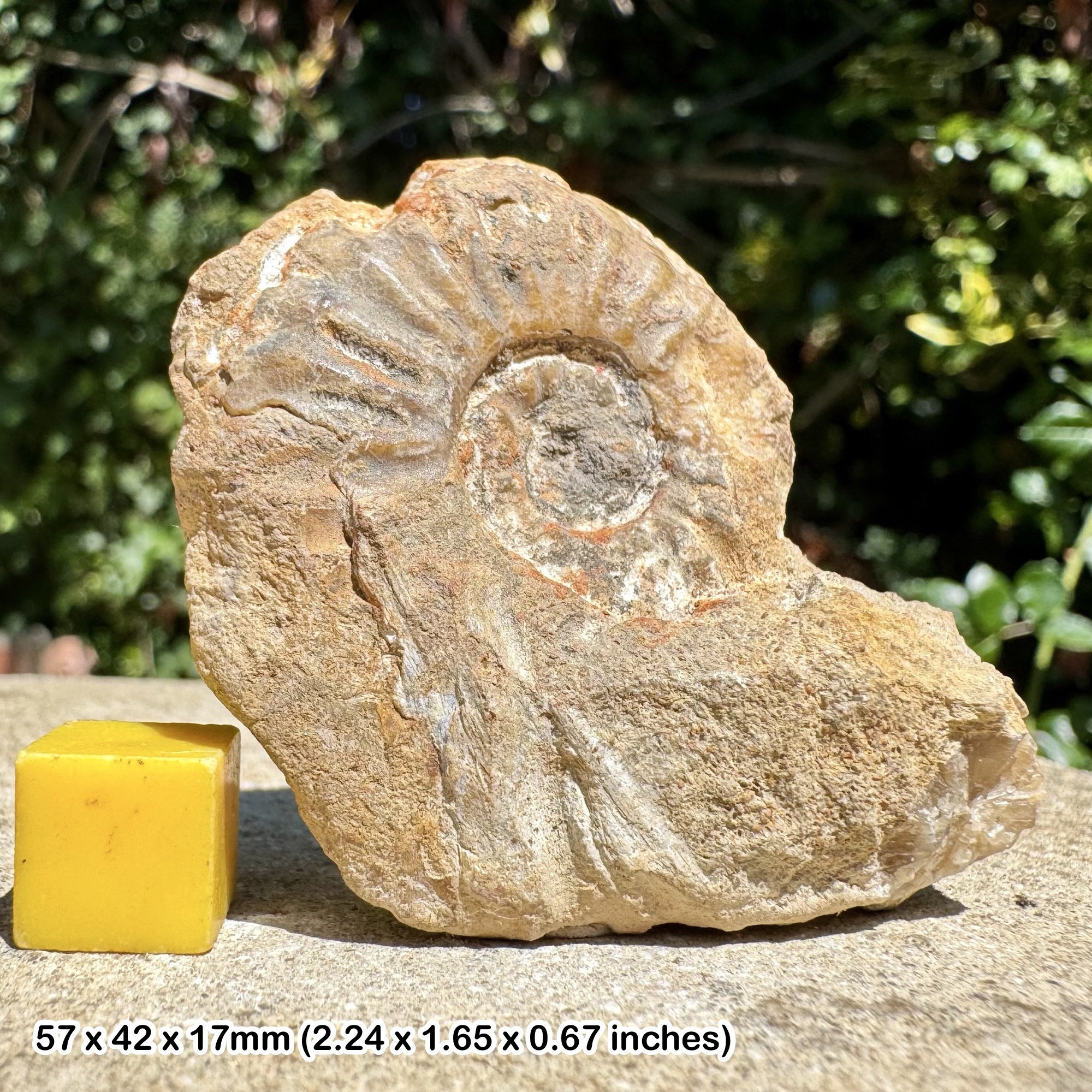 Amaltheus gibbosus Fossil Ammonite, Aalenian, Jurassic: Ilminster, United Kingdom – 100% Genuine with Certificate of Authenticity