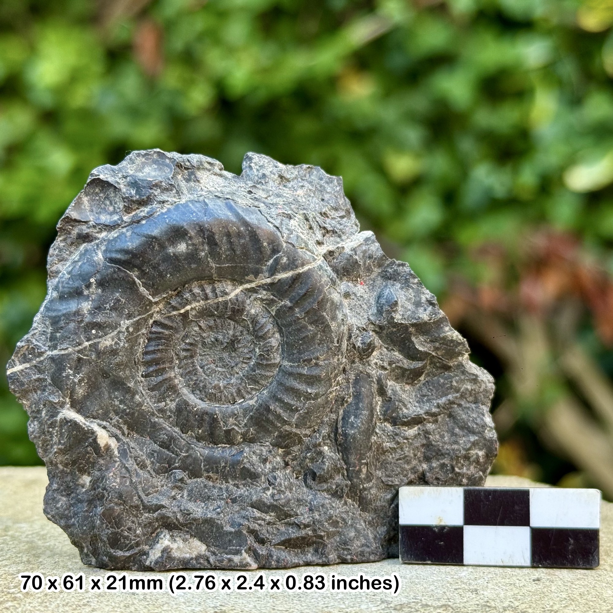 RARE Xenoceltites Fossil Ammonite, Smithian Stage, Triassic: Crittenden Springs, Nevada, USA – 100% Genuine with Certificate of Authenticity