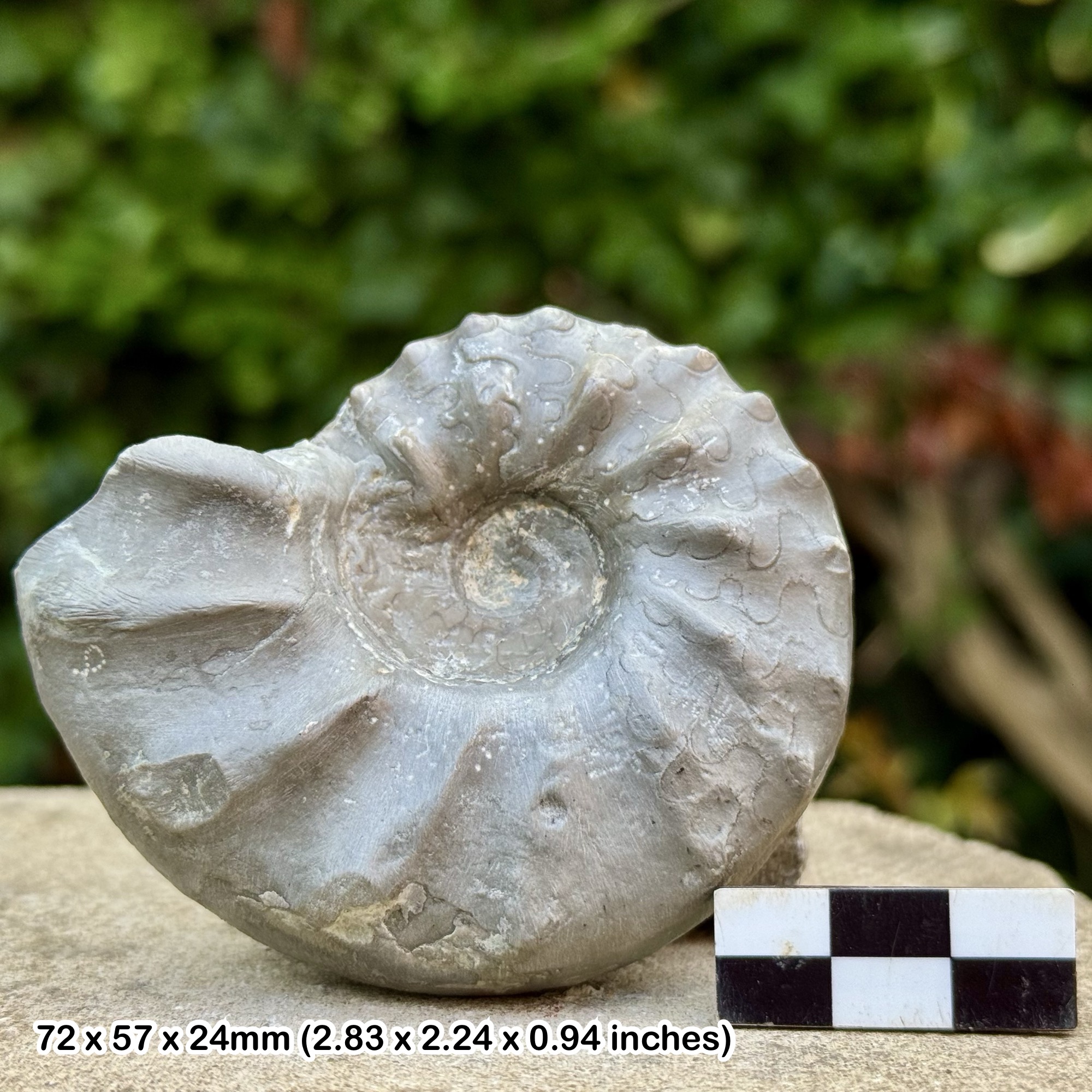 RARE Ceratites Sublaevigatus Fossil Ammonite – Middle Triassic, Ganheim, Germany – 100% Genuine with Certificate of Authenticity