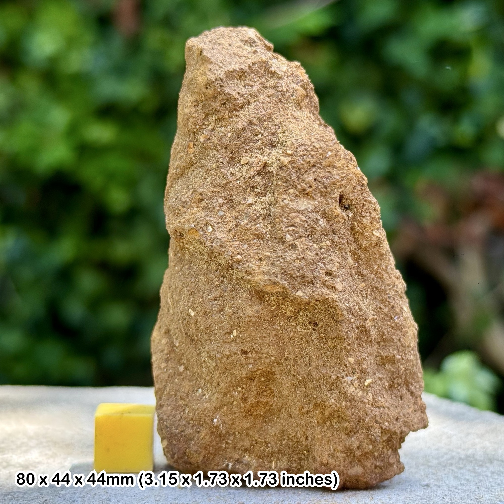 Psilonichnus Trace Fossil Shrimp Burrows, Red Crag, Pliocene - Capel Green, Butley, Suffolk, UK - Genuine with Certificate of Authenticity