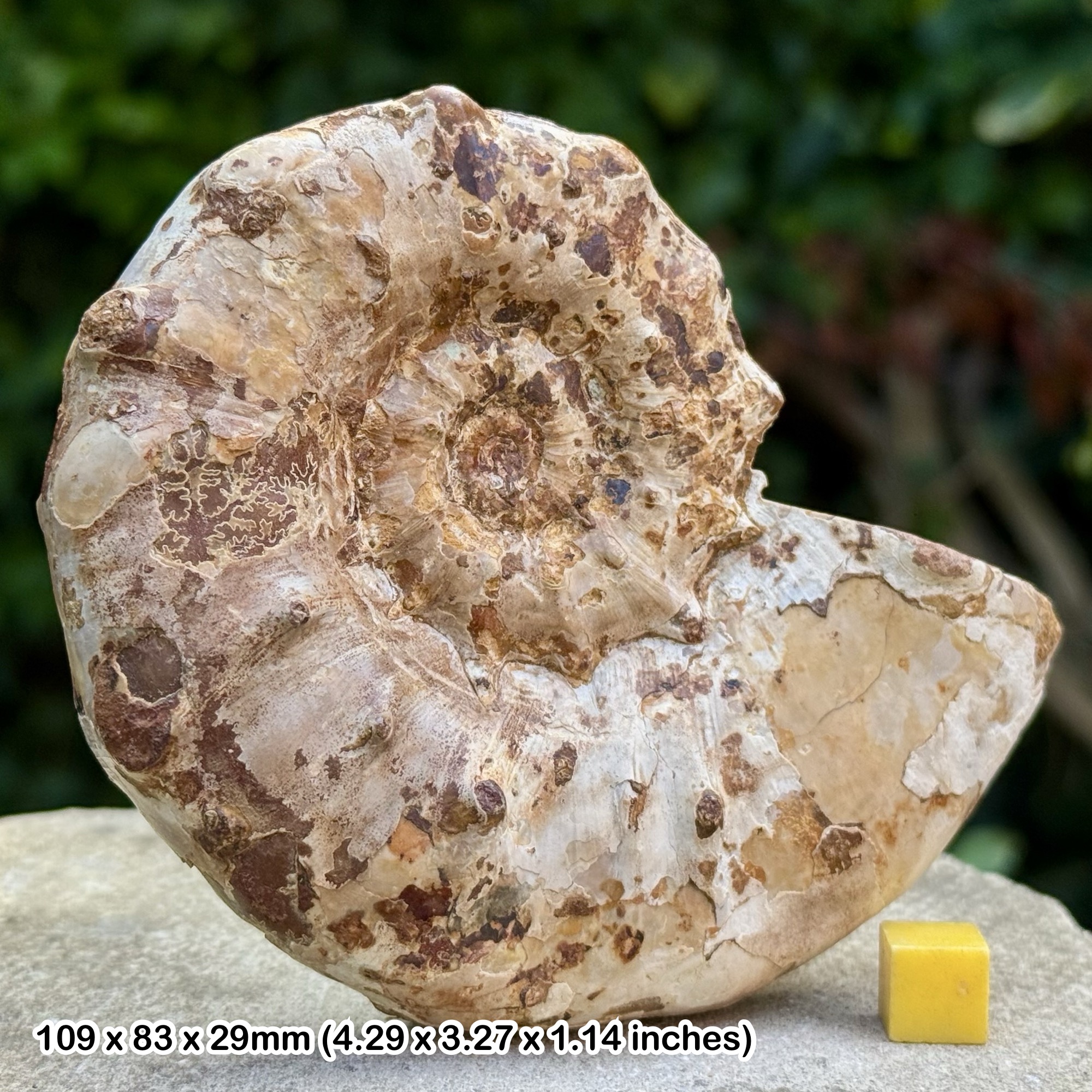 Rare: 4.5" Peltomorphites hoplophorus Fossil Ammonite, Lower Oxfordian, Jurassic - Tulear, Madagascar - Genuine with COA