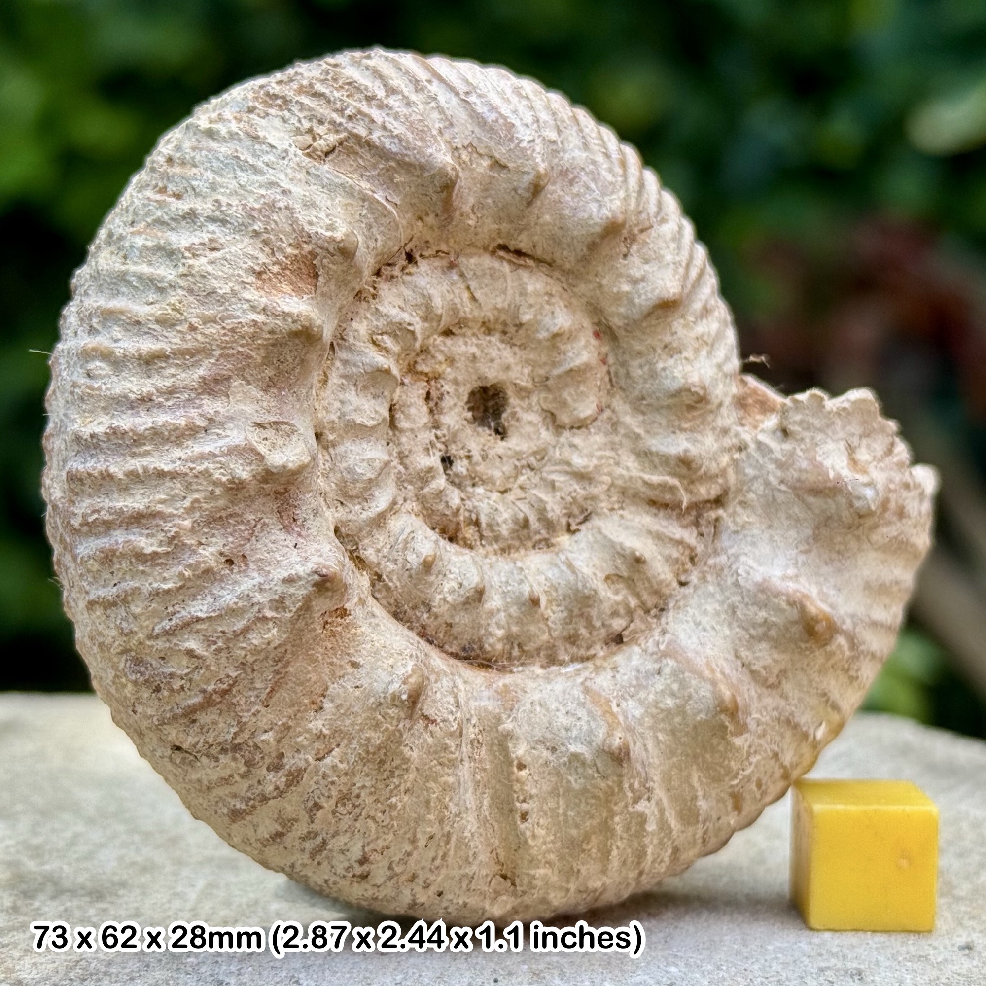 Rare: 3" Reineckeia substeinmanni Fossil Ammonite, Middle Callovian, Jurassic - Deux Sèvres, France - Genuine with COA