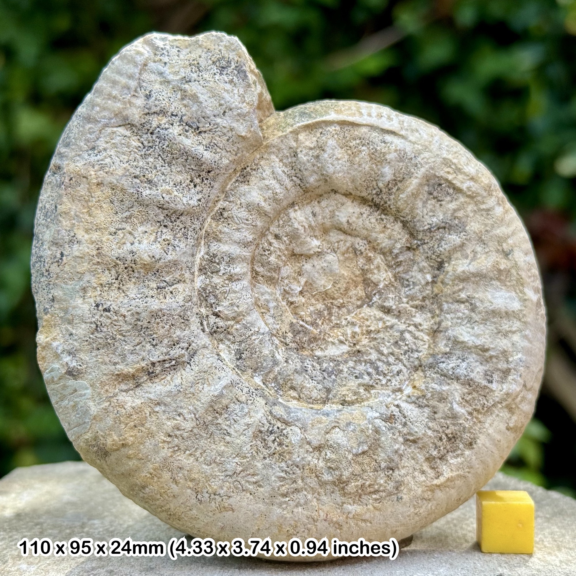Rasenia Fossil Ammonite, Lower Kimmeridgian, Jurassic - Deux Sèvres, France - Genuine with Certificate of Authenticity