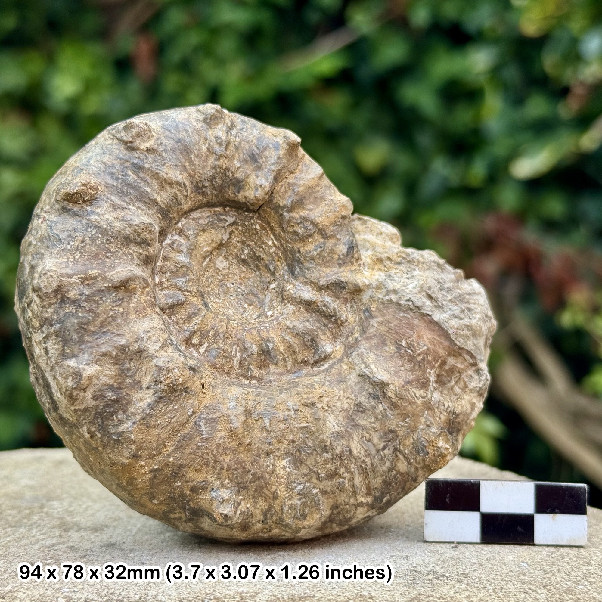 Rare: 4" Euaspidoceras mammillatum Fossil Ammonite, Callovian, Jurassic - Villers S Mer, France - Genuine with Certificate of Authenticity
