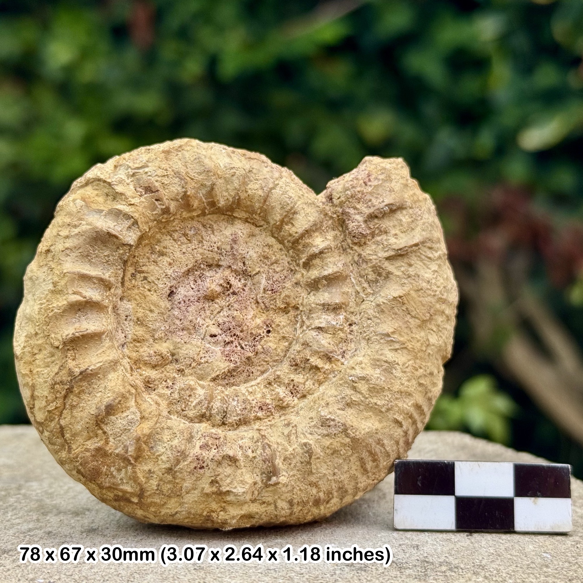 Rehmannia rehmanni Fossil Ammonite, Lower Callovian, Jurassic - Deux Sèvres, France - Genuine with Certificate of Authenticity