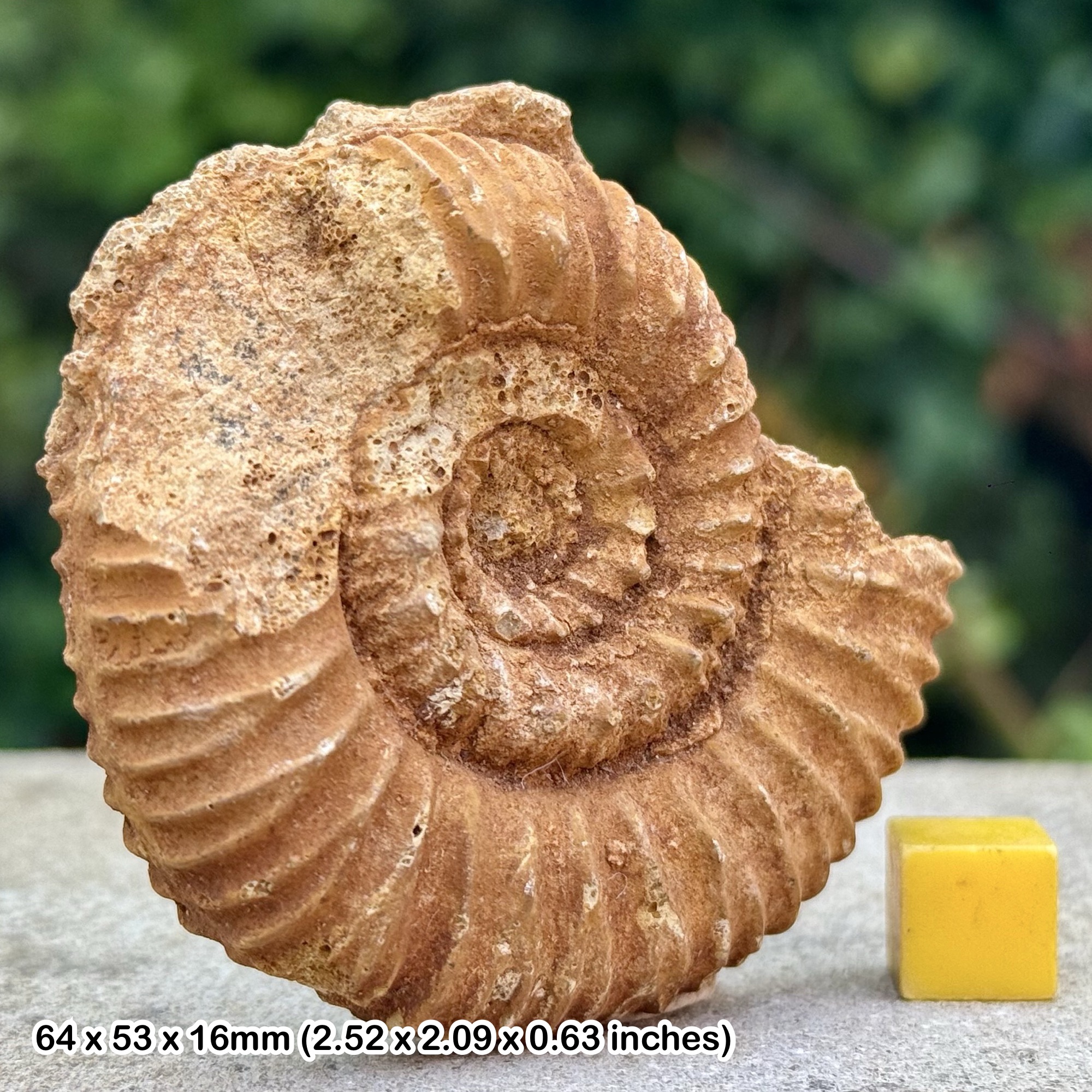 Reineckeia Fossil Ammonite, Lower Callovian, Jurassic - France - Genuine with Certificate of Authenticity
