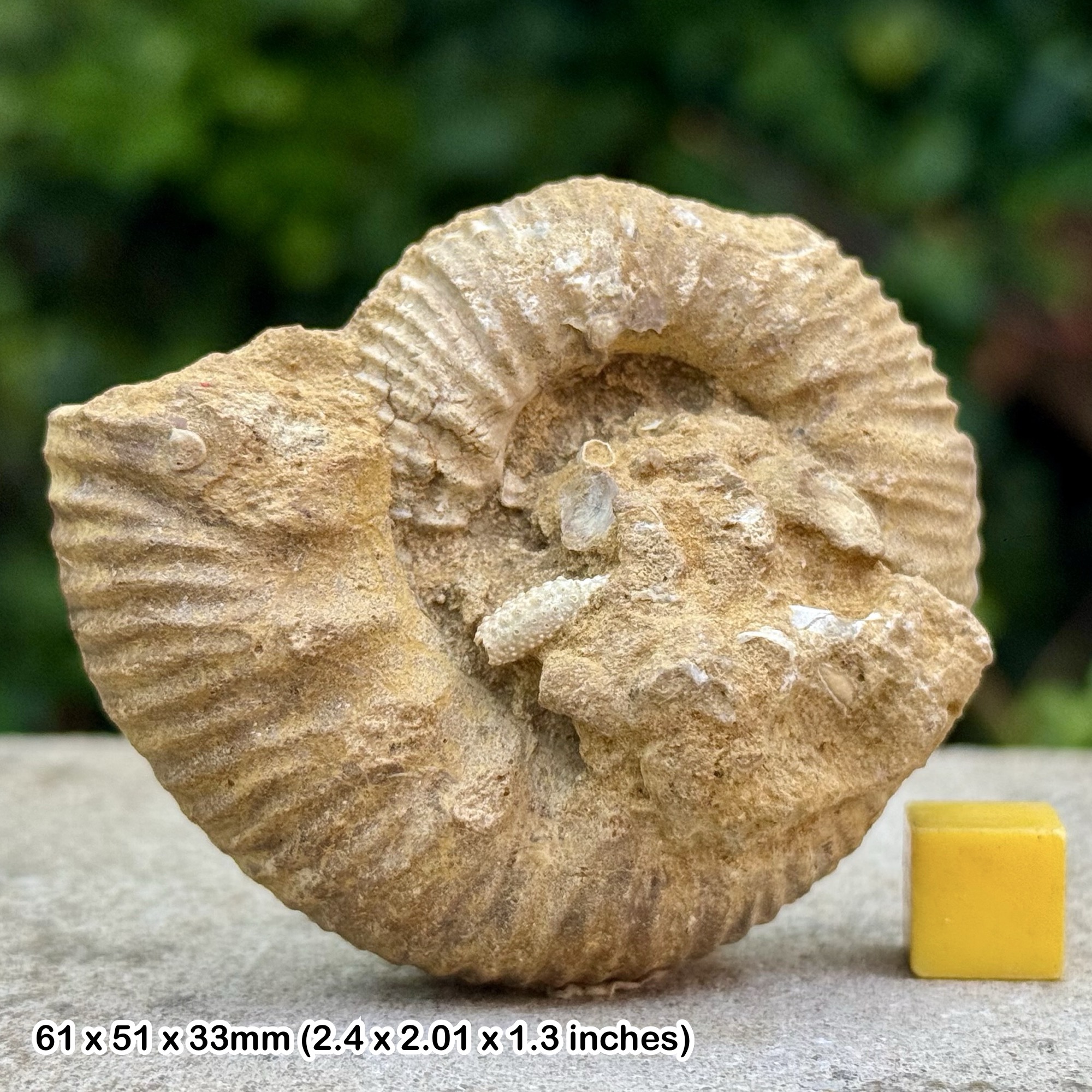 Reineckeia anceps Fossil Ammonite with Cidarid Echinoid Spine, Lower Callovian, Jurassic - France - Genuine with Certificate of Authenticity