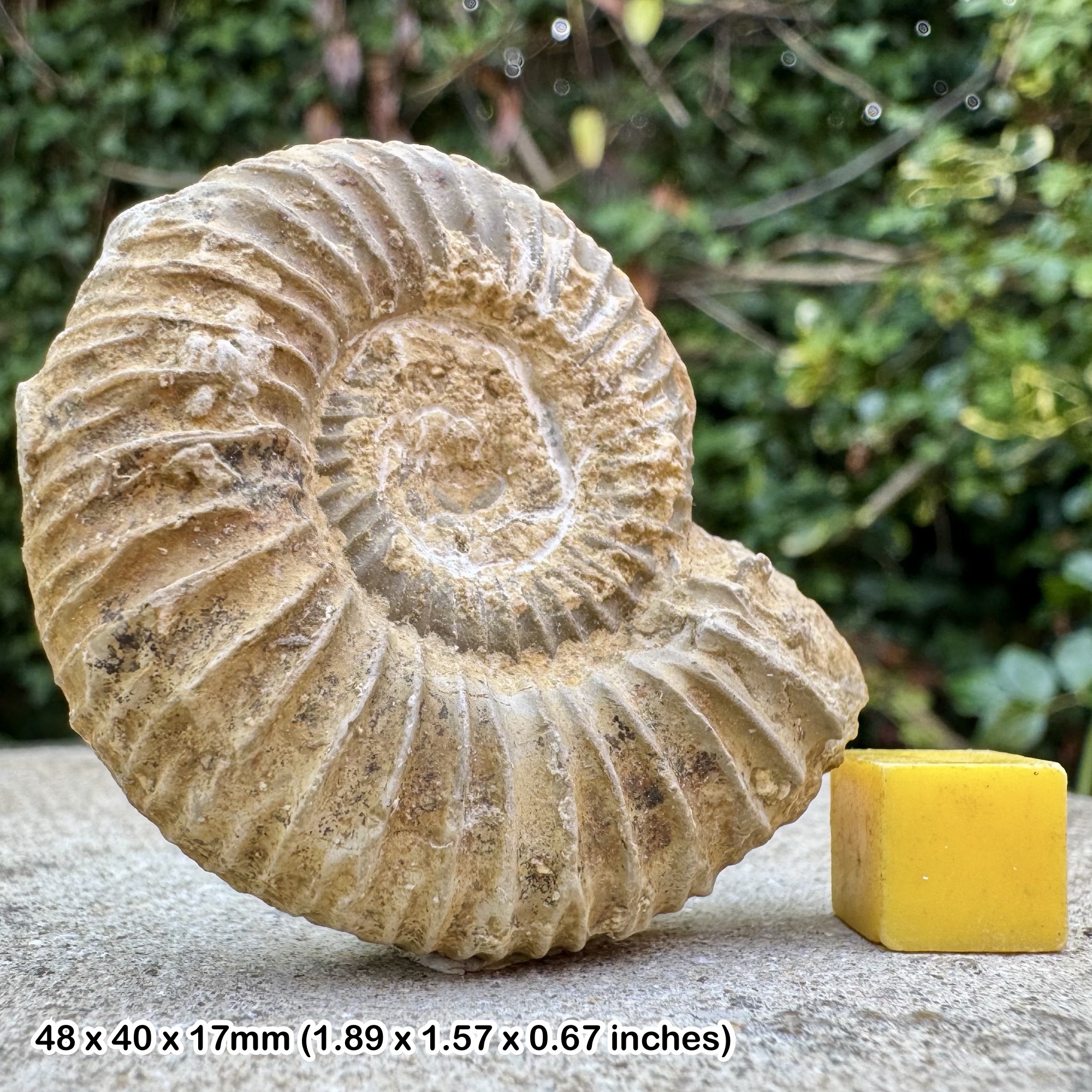 RARE: Reineckites duplex Fossil Ammonite (F. Roman 1938), Upper Callovian, Jurassic - Algeria - Genuine with Certificate of Authenticity