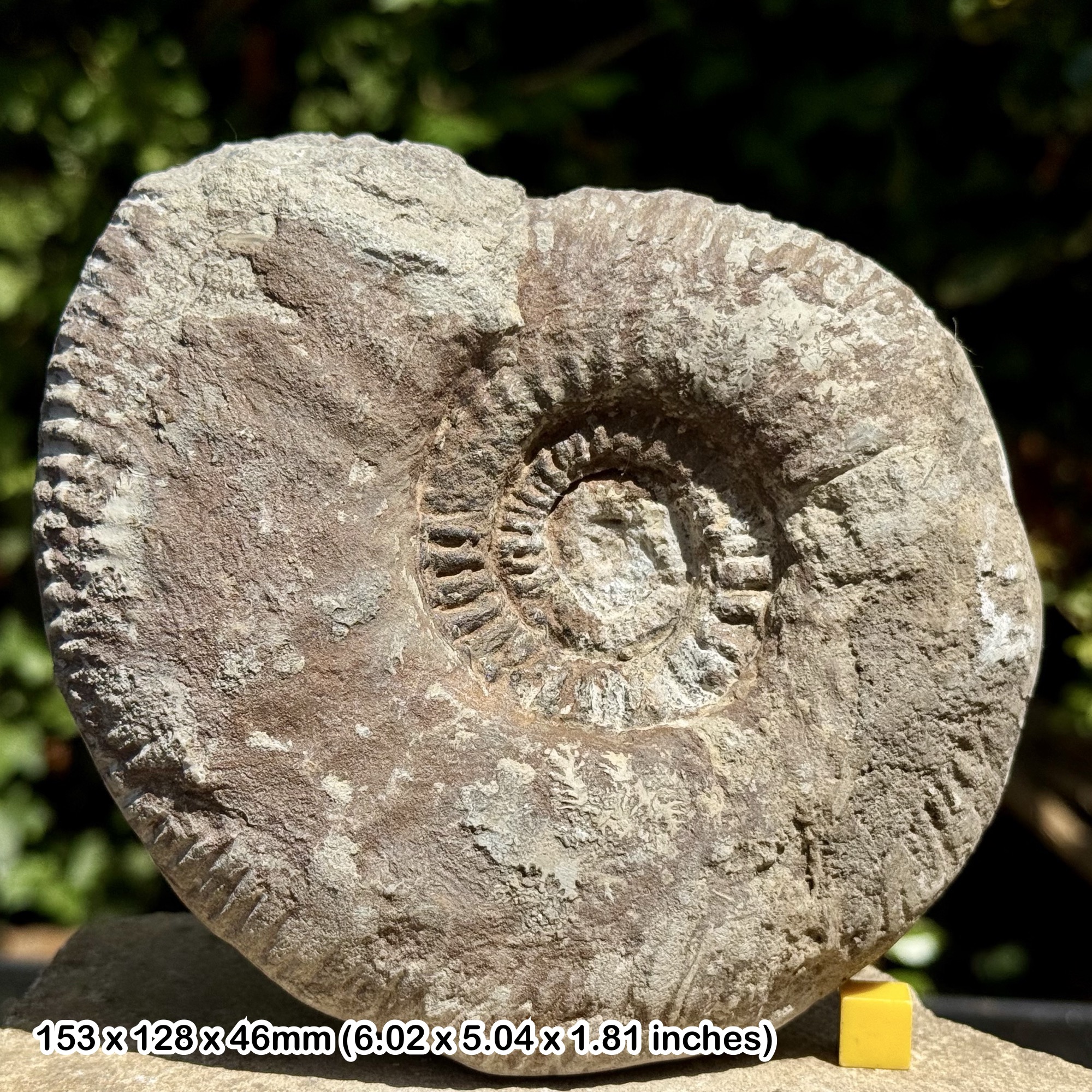 6" Parkinsonia dorsetensis Fossil Ammonite, Bajocian, Jurassic - Uploders, Dorset, UK - Genuine with Certificate of Authenticity