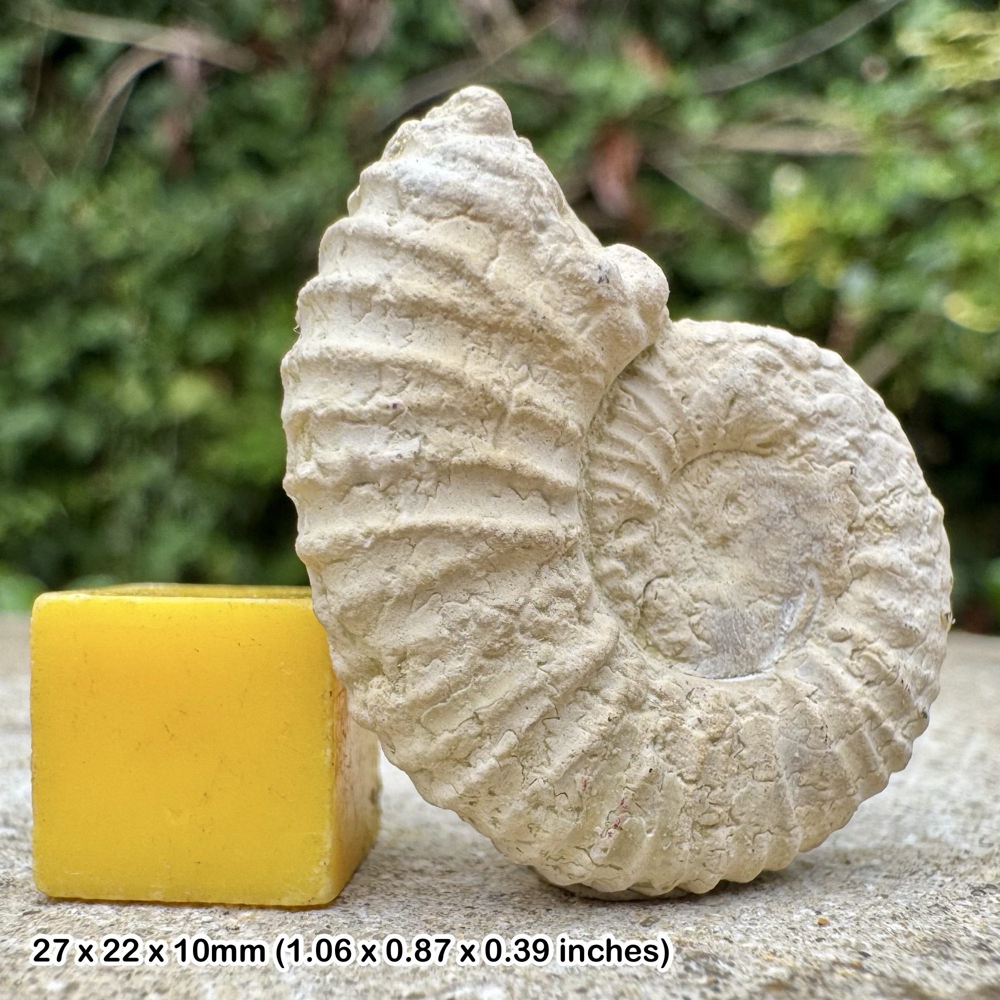 Fossil Ammonite - Peltoceratoides eugenii, Oxfordian, Jurassic – Zalas, Poland – Certificate of Authenticity