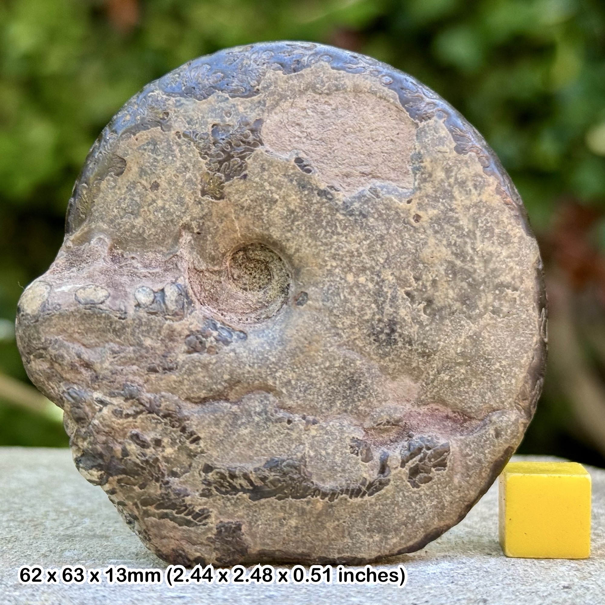 Phylloceras heterophyllum Fossil Ammonite, Toarcian, Jurassic: Whitby, United Kingdom - Genuine Specimen with Certificate of Authenticity