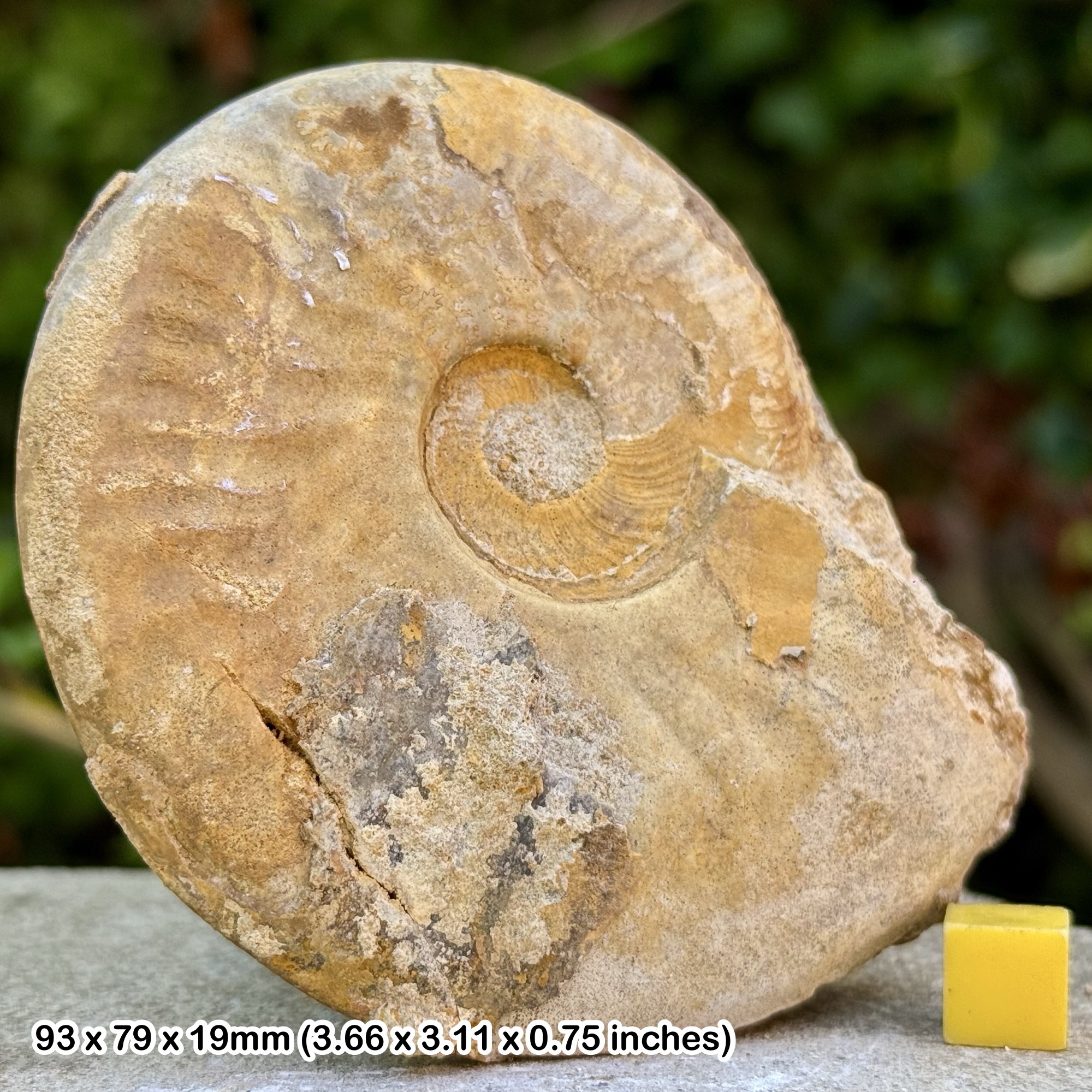 Leioceras comptum Fossil Ammonite, Aalenian, Jurassic: Mapperton Dorset, United Kingdom - Genuine Specimen with Certificate of Authenticity