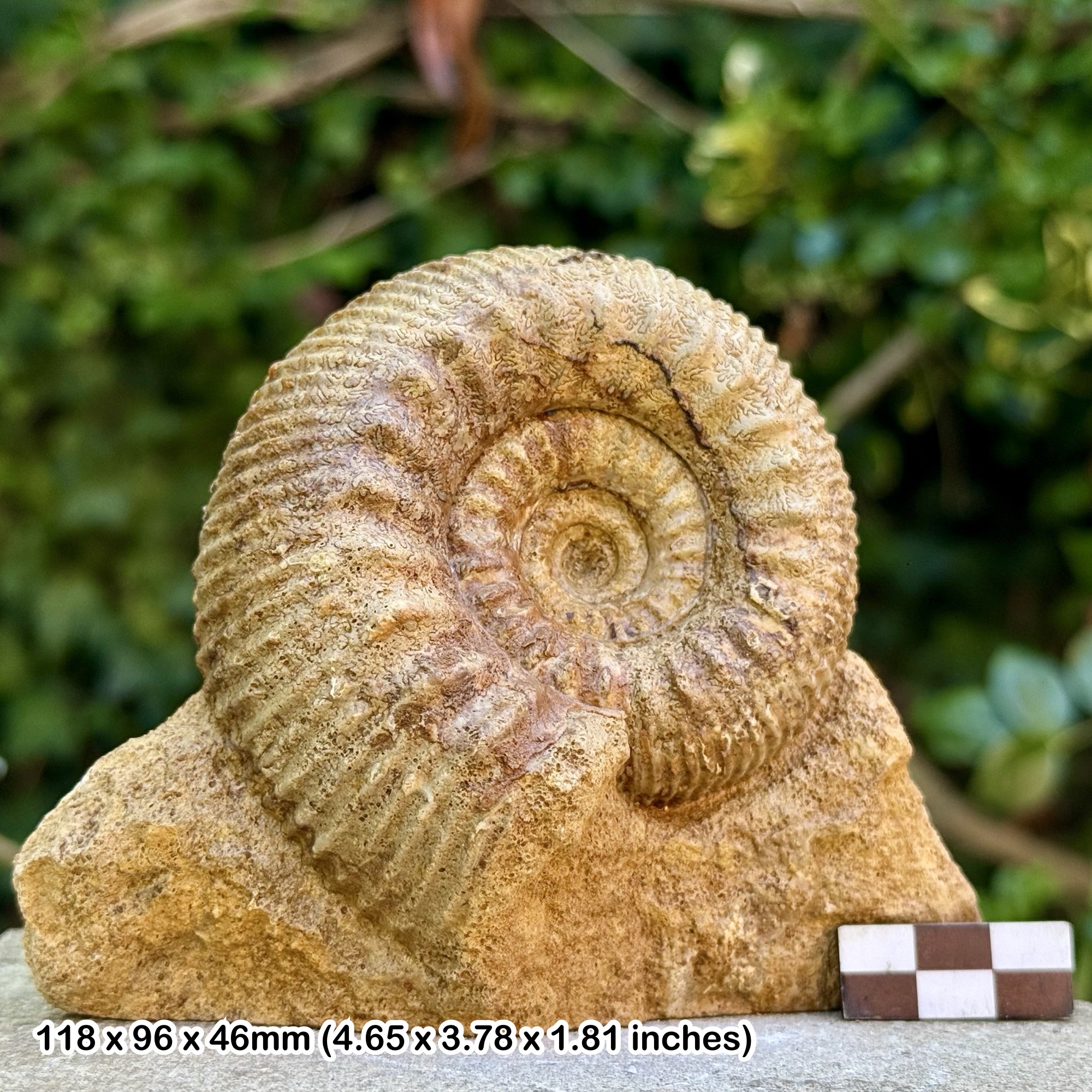 Stemmoceras Fulgurei Fossil Ammonite, Bajocian, Jurassic: Redhole Lane Sherbourne, Dorset, UK - Genuine Fossil with COA