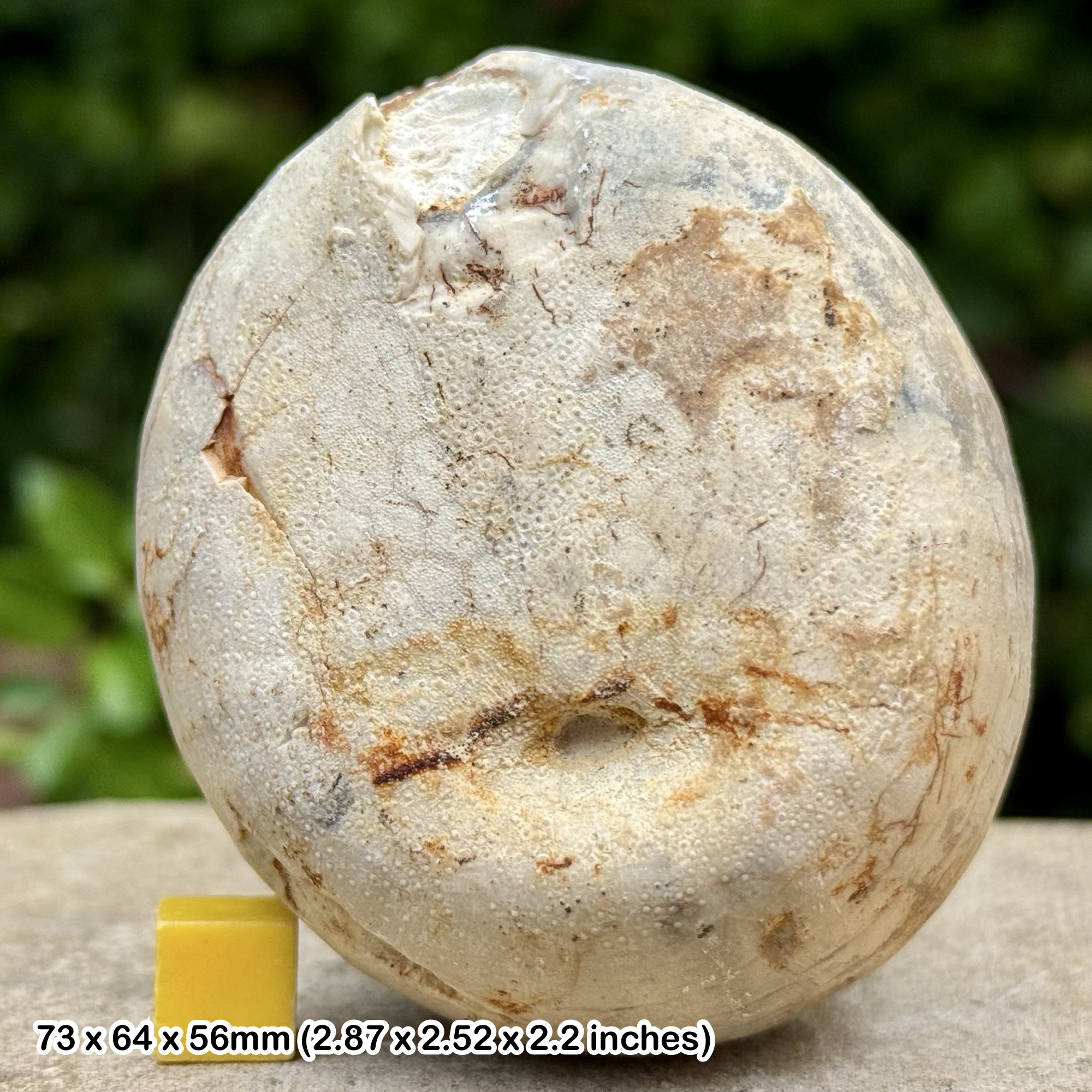 Echinocorys scutata Fossil Echinoid – Chalk, Cretaceous, Peacehaven, Kent, UK – Certificate of Authenticity