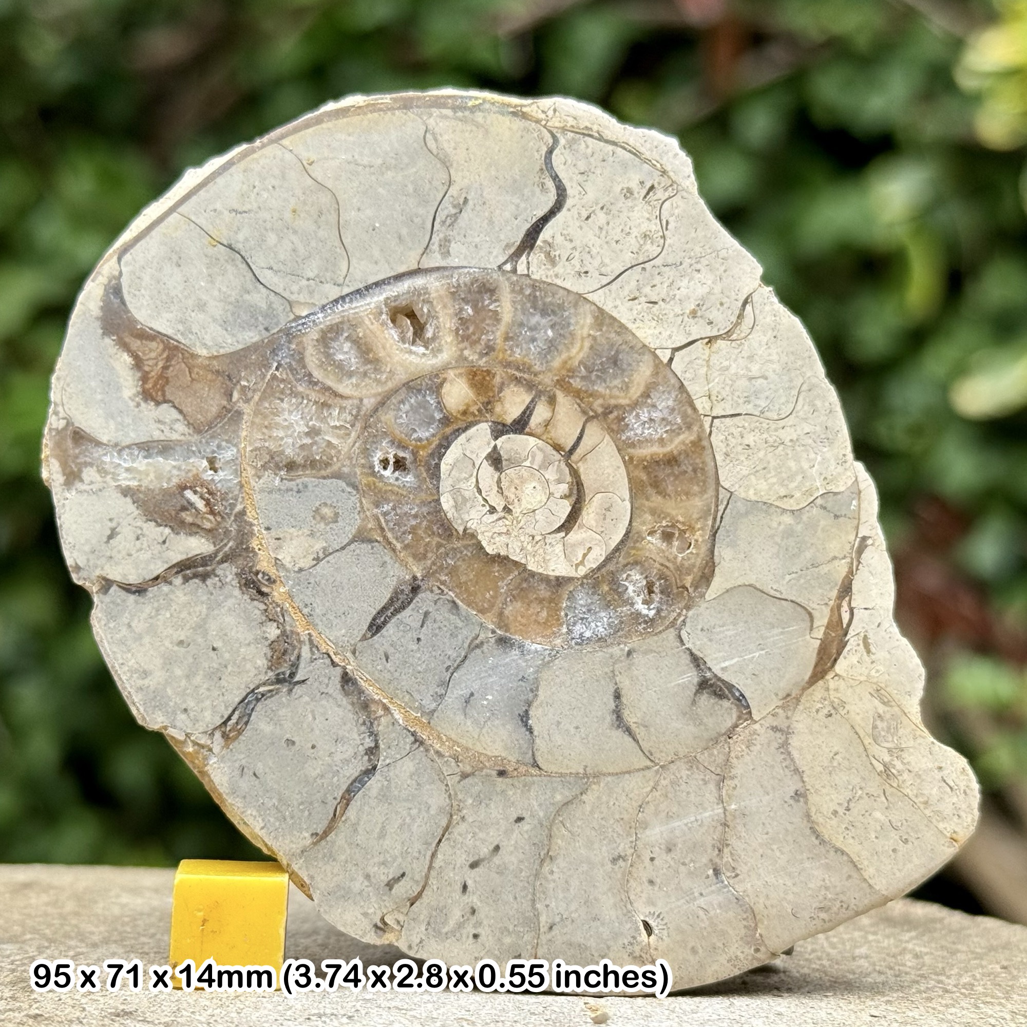 Somerset Cut & Polished Limestone Ammonite, Beacon Limestone, Jurassic, Ilminster, Somerset, UK - Genuine Fossil with COA