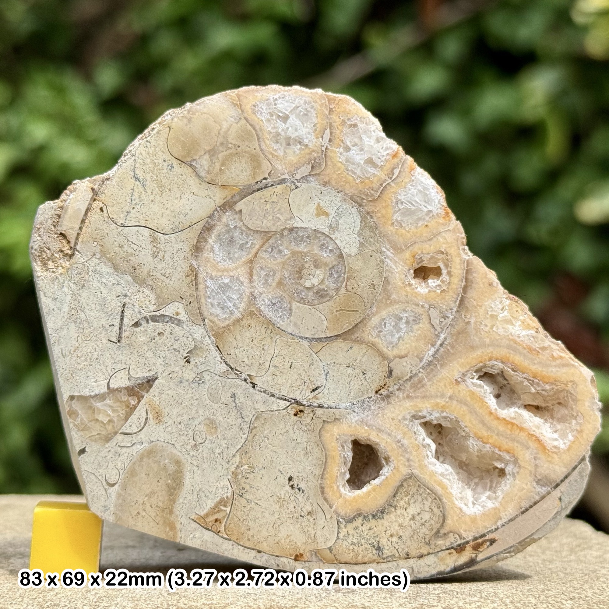 Somerset Cut & Polished Limestone Ammonite, Beacon Limestone, Jurassic, Ilminster, Somerset, UK - Genuine Fossil with COA