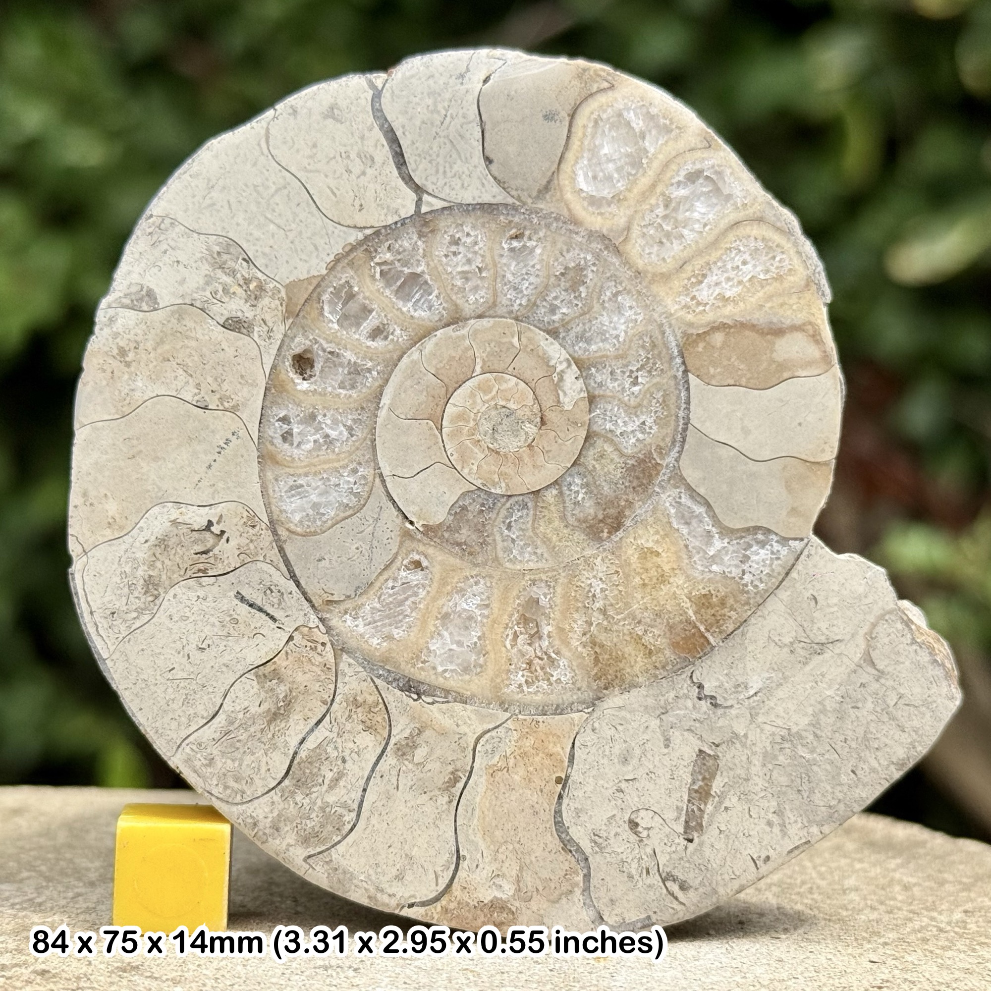 Somerset Cut & Polished Limestone Ammonite, Beacon Limestone, Jurassic, Ilminster, Somerset, UK - Genuine Fossil with COA