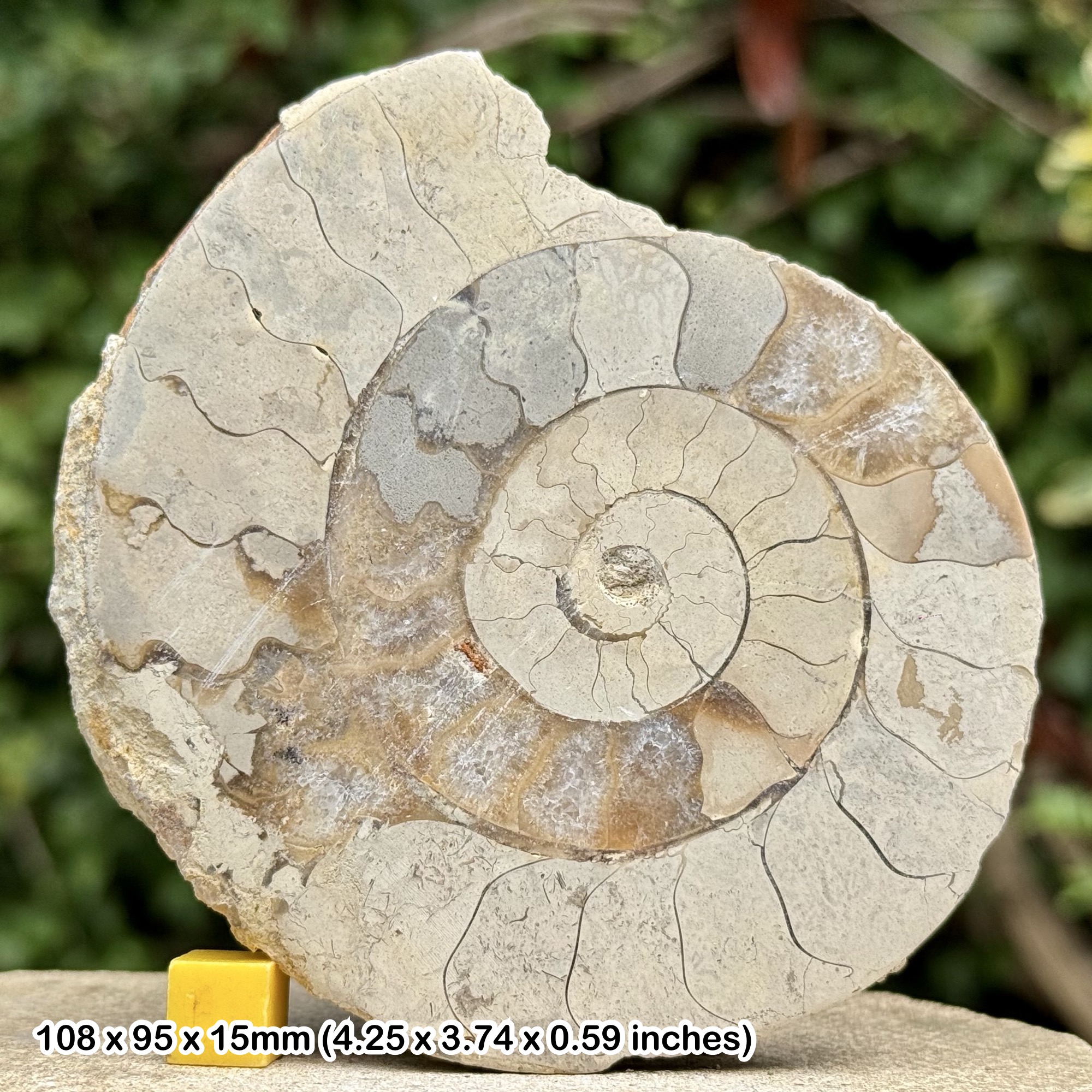 Somerset Cut & Polished Limestone Ammonite, Beacon Limestone, Jurassic, Ilminster, Somerset, UK - Genuine Fossil with COA