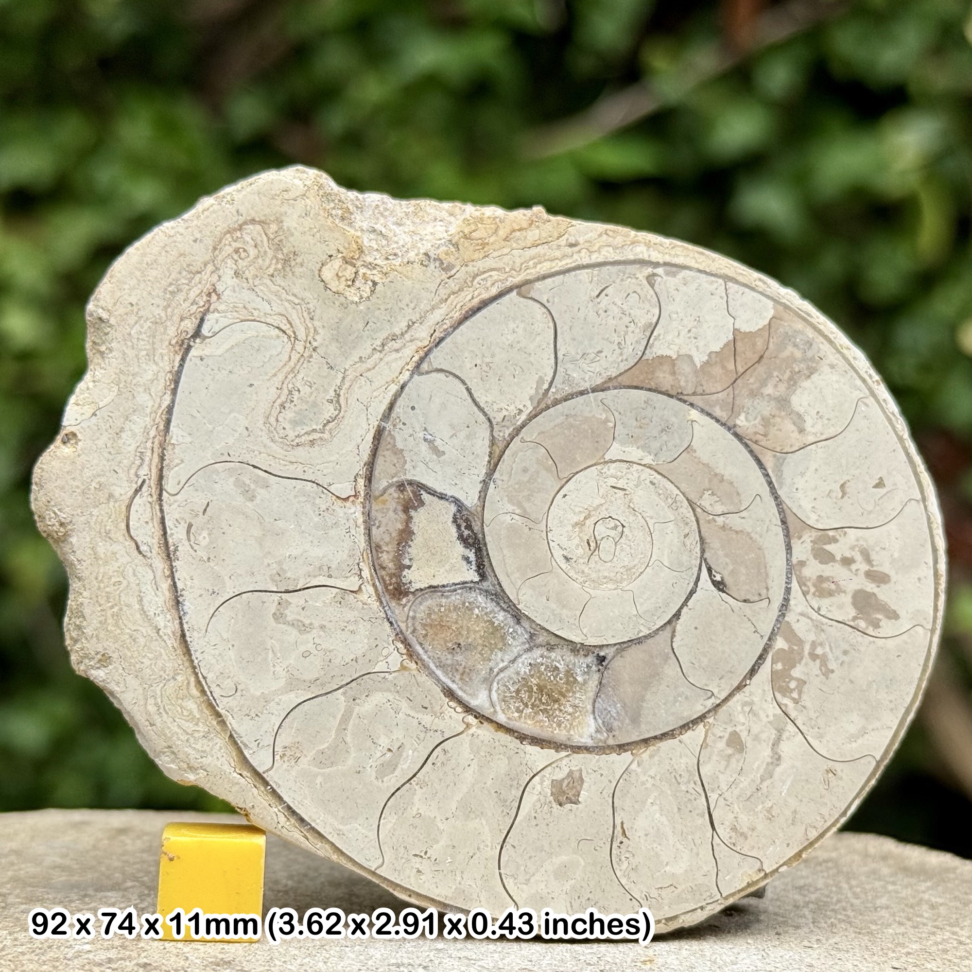 Somerset Cut & Polished Limestone Ammonite, Beacon Limestone, Jurassic, Ilminster, Somerset, UK - Genuine Fossil with COA