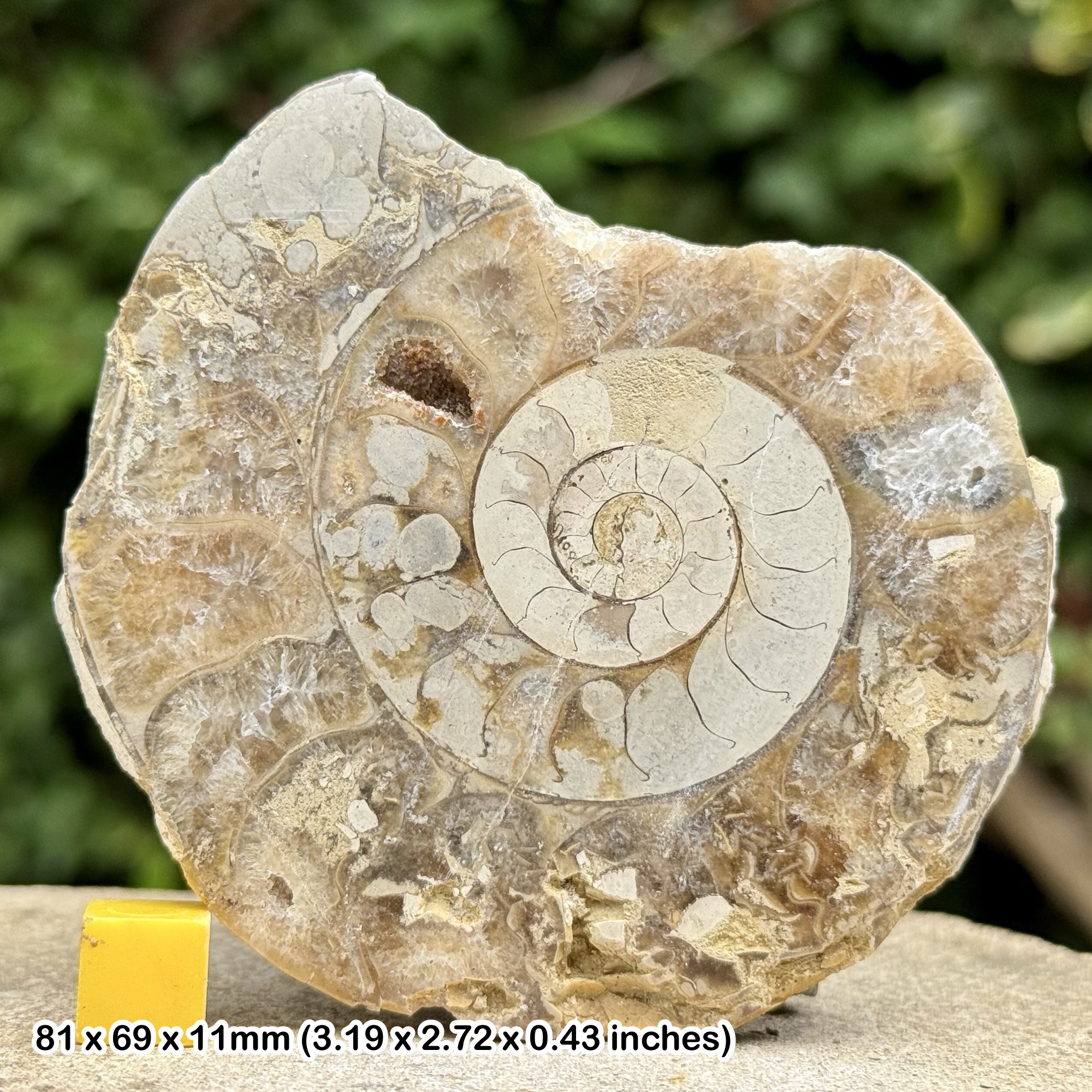 Somerset Cut & Polished Limestone Ammonite, Beacon Limestone, Jurassic, Ilminster, Somerset, UK - Genuine Fossil with COA