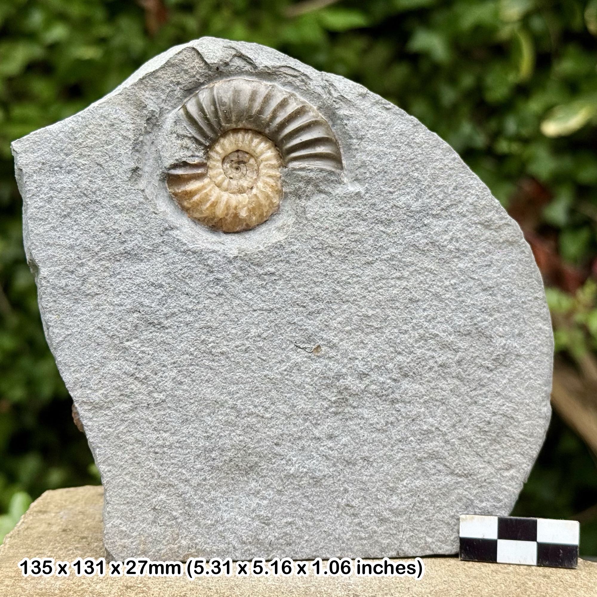 Asteroceras Ammonite Fossil – Jurassic Coast Charmouth – Black Ven Marls – Lower Lias – Lyme Regis Dorset UK
