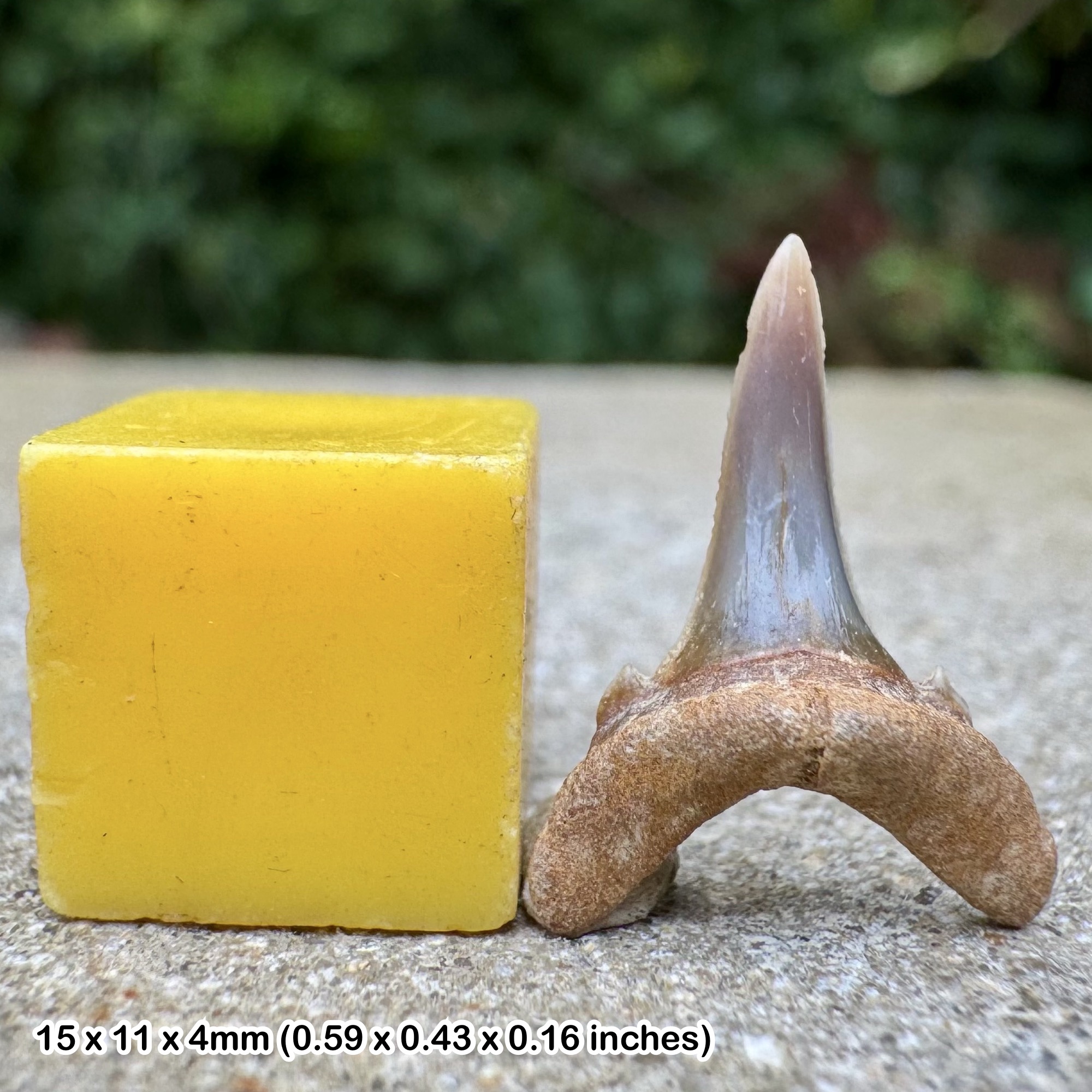 Sylvestrilamia teretidens Shark Tooth Fossil – Early Eocene – Oldhaven Formation – Abbey Wood, London UK