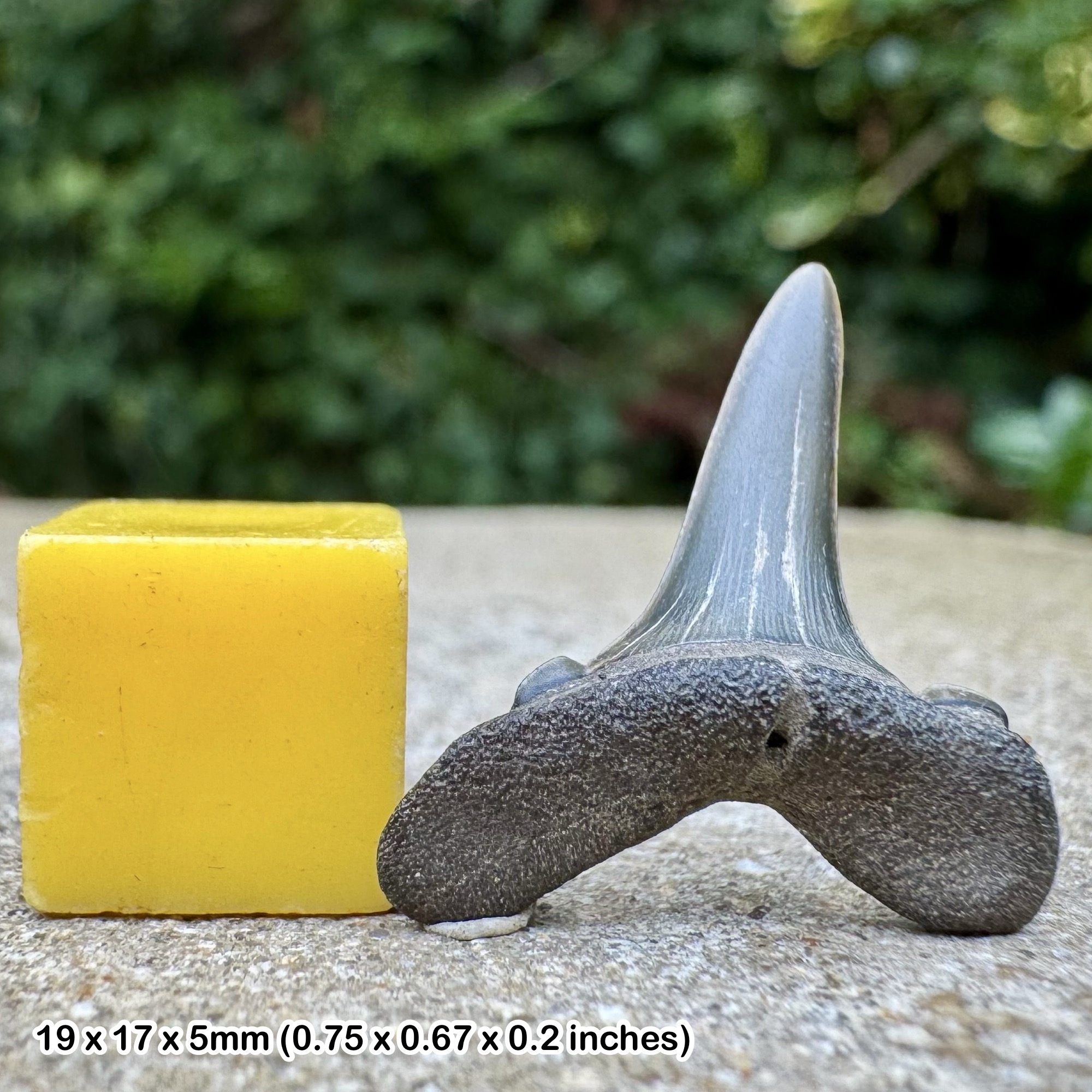 Striatolamia striata Shark Tooth Fossil – Thanetian Palaeocene – Woolwich Bottom Bed – Reculver Kent UK