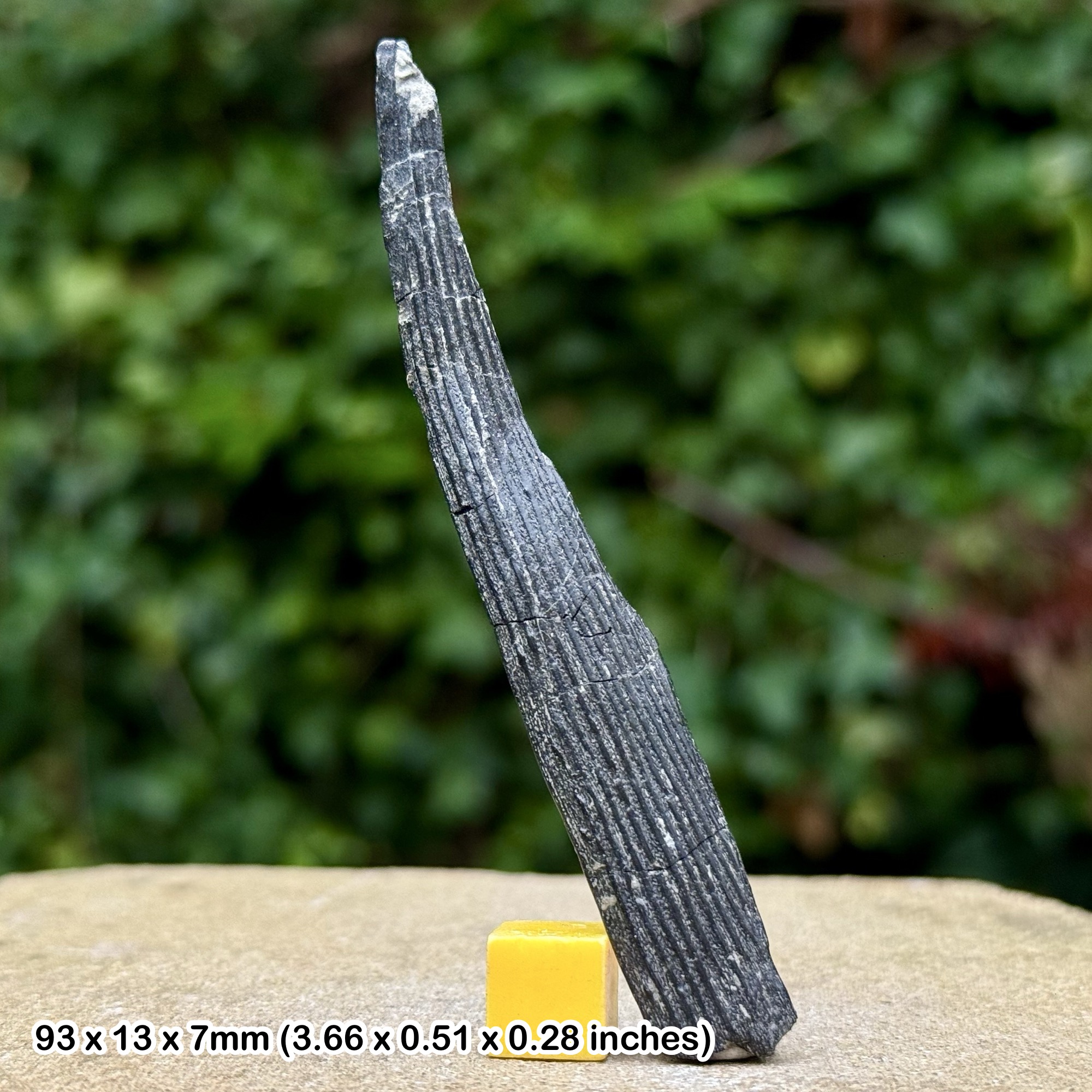 RARE Hybodont Shark Spine Fossil Jurassic Bathonian Great Oolite Ketton Quarry UK Authentic Marine Specimen Collector Display Fossil
