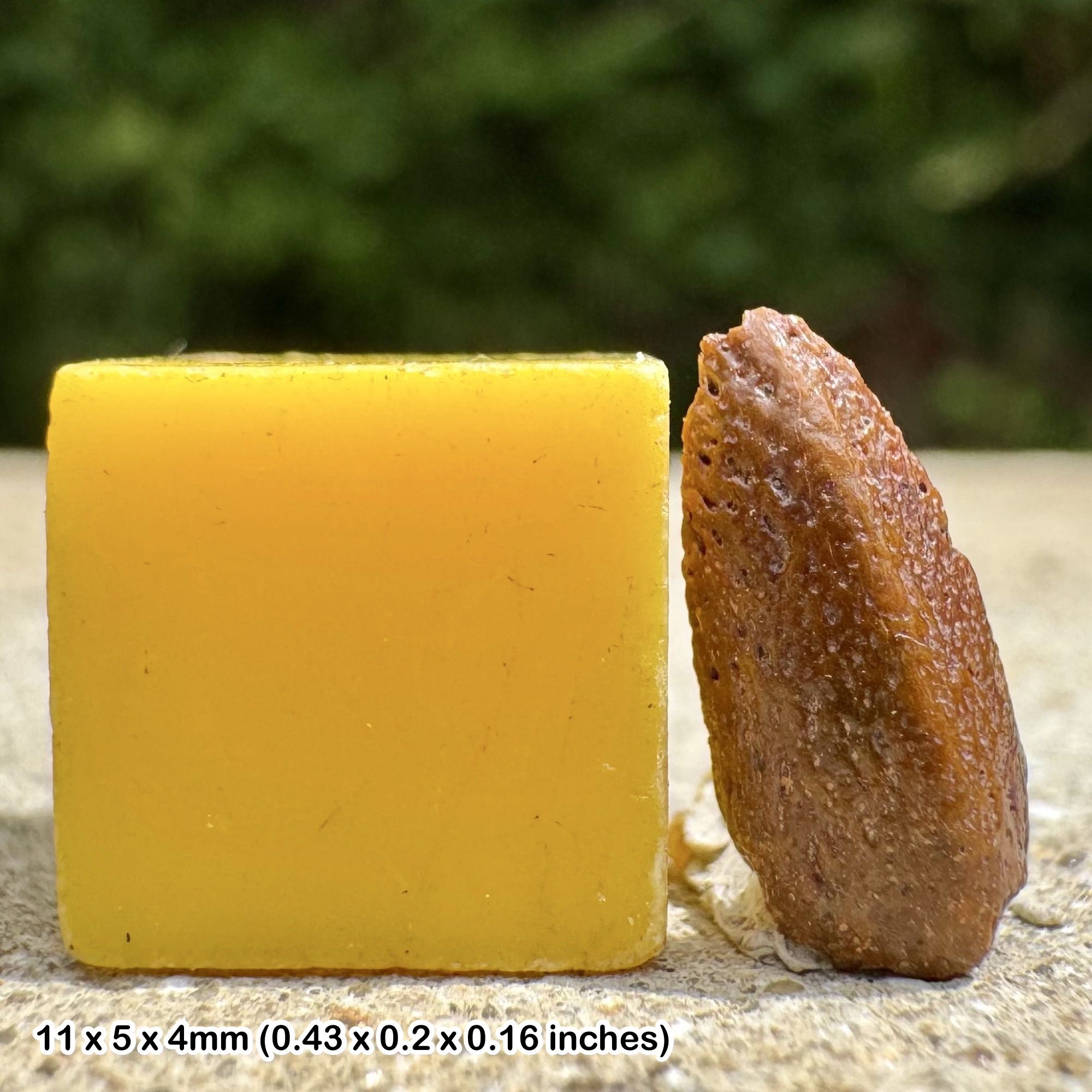 Rare Turtle Claw Fossil Kem Kem Beds Morocco Cretaceous Genuine Specimen Authentic