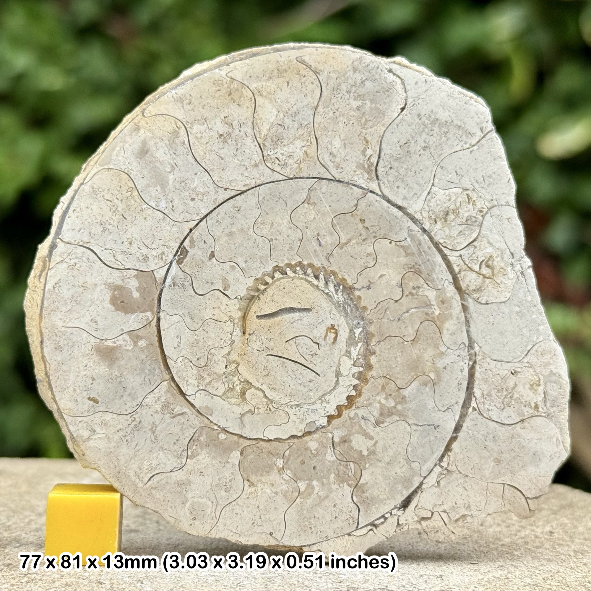 Somerset Polished Ammonite Fossil | Jurassic Beacon Limestone | Ilminster UK | Cut & Polished Display Specimen