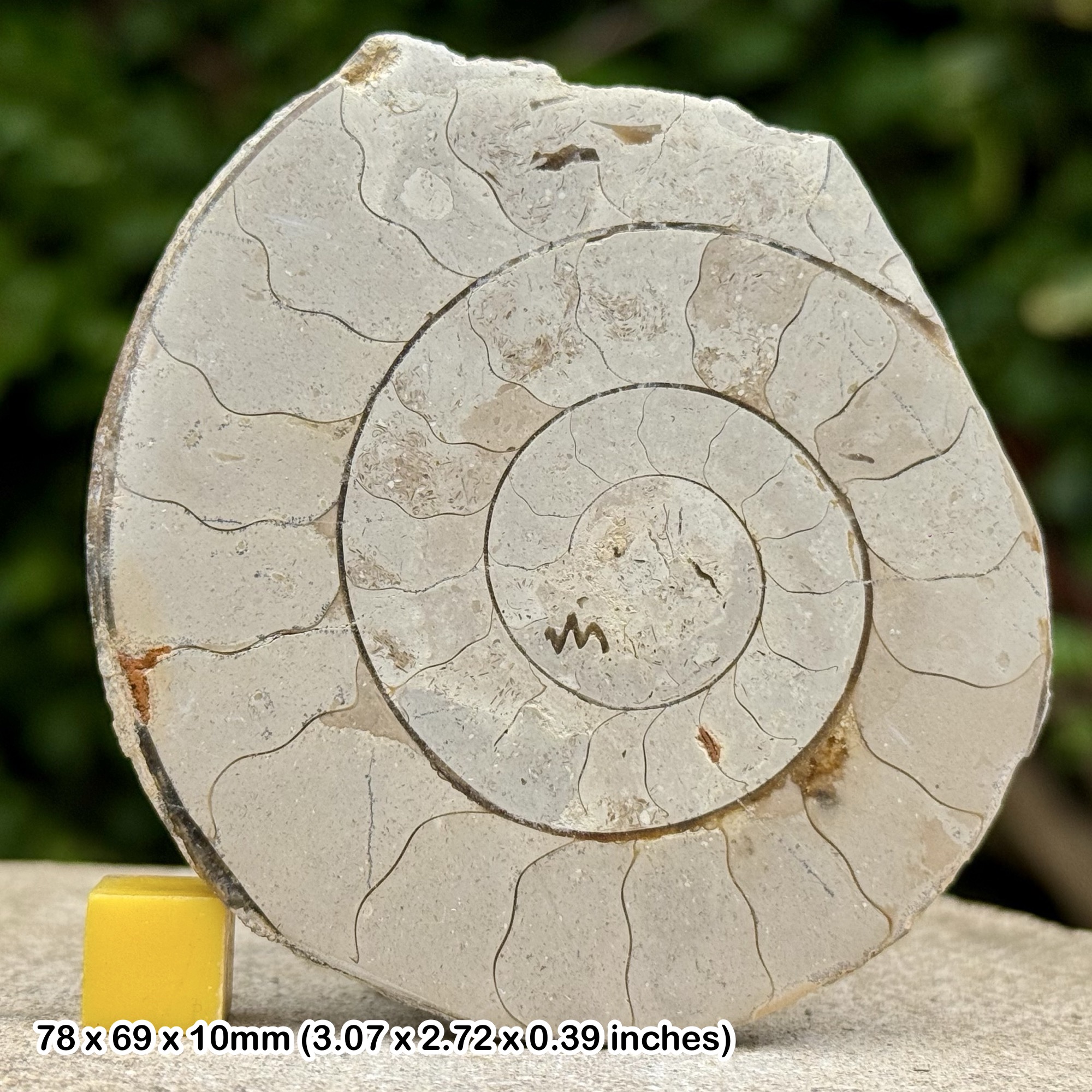 Somerset Polished Ammonite Fossil | Jurassic Beacon Limestone | Ilminster UK | Cut & Polished Display Specimen